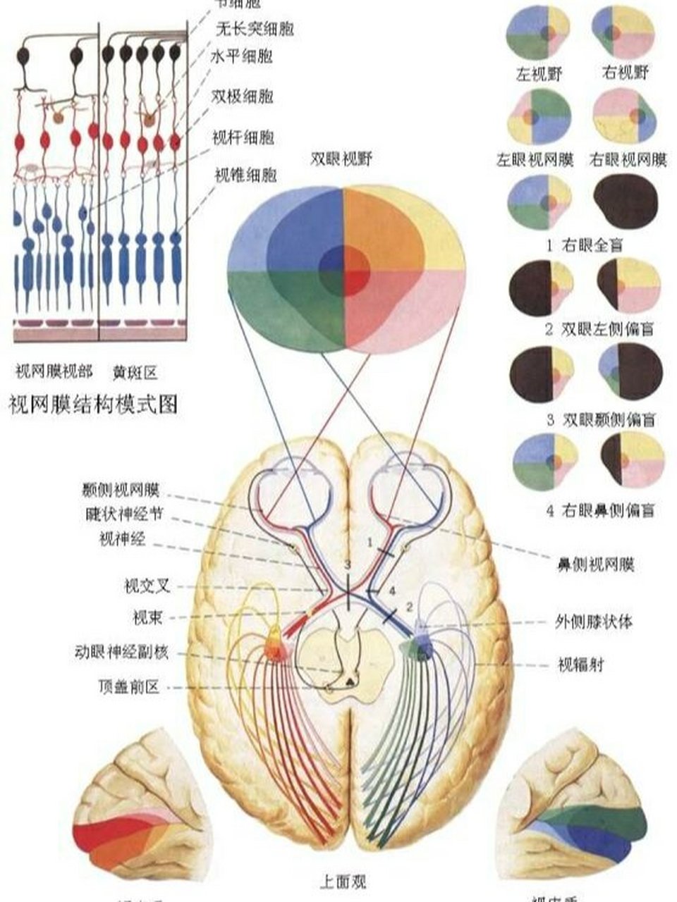 感光细胞图片