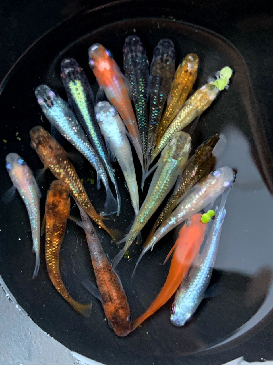 观背青鳉各品种大杂烩 观背青鳉 近期给鱼友们选的