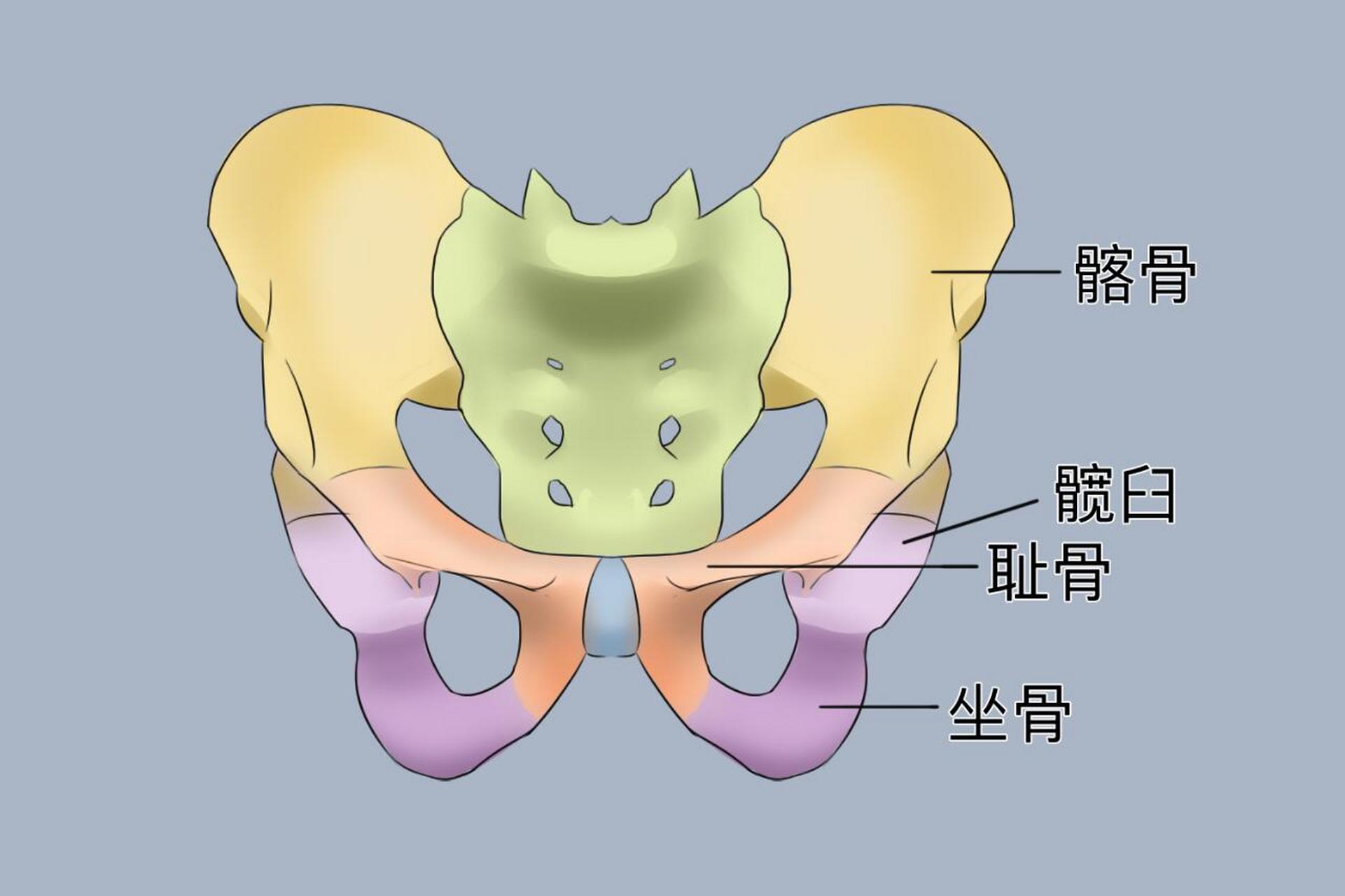 髋骨身体部位图片