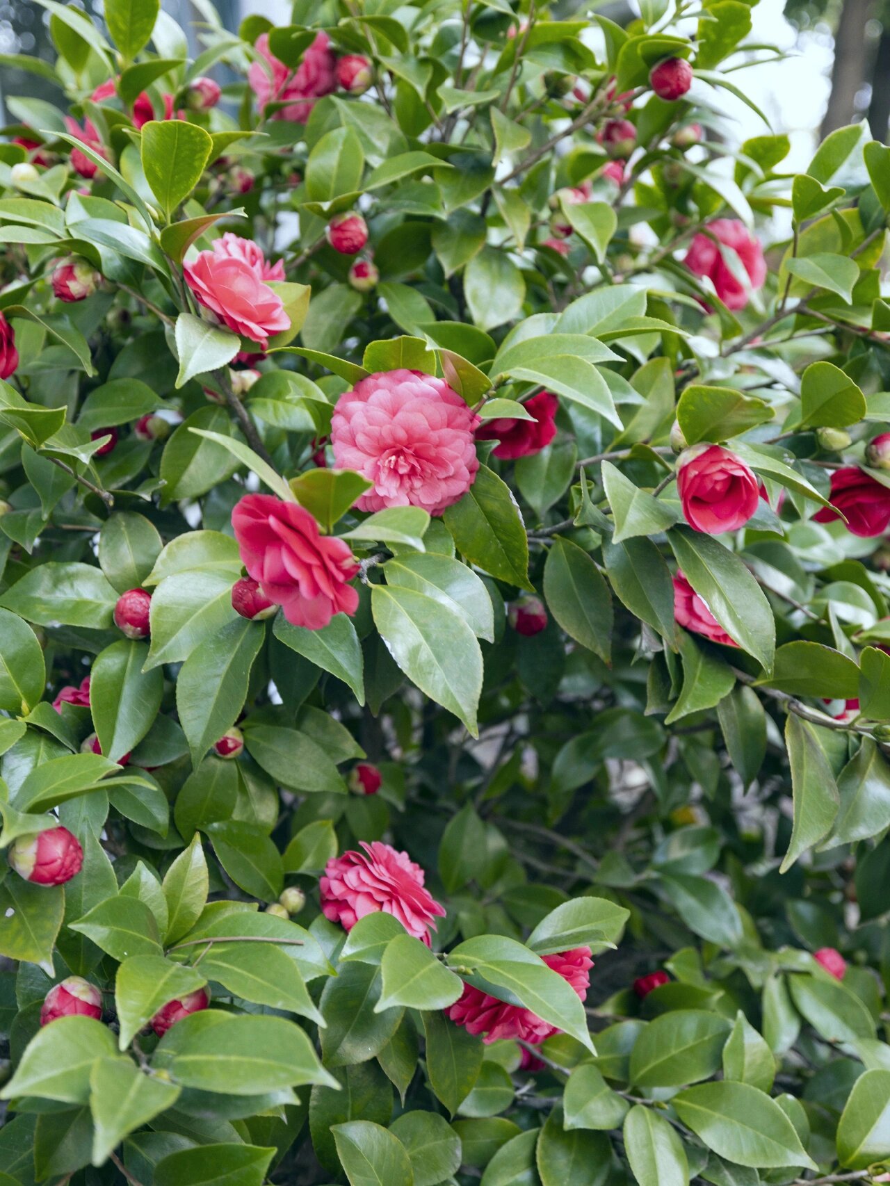 山茶树 摄影:自己 山茶树上 花越来越多 绿叶衬着