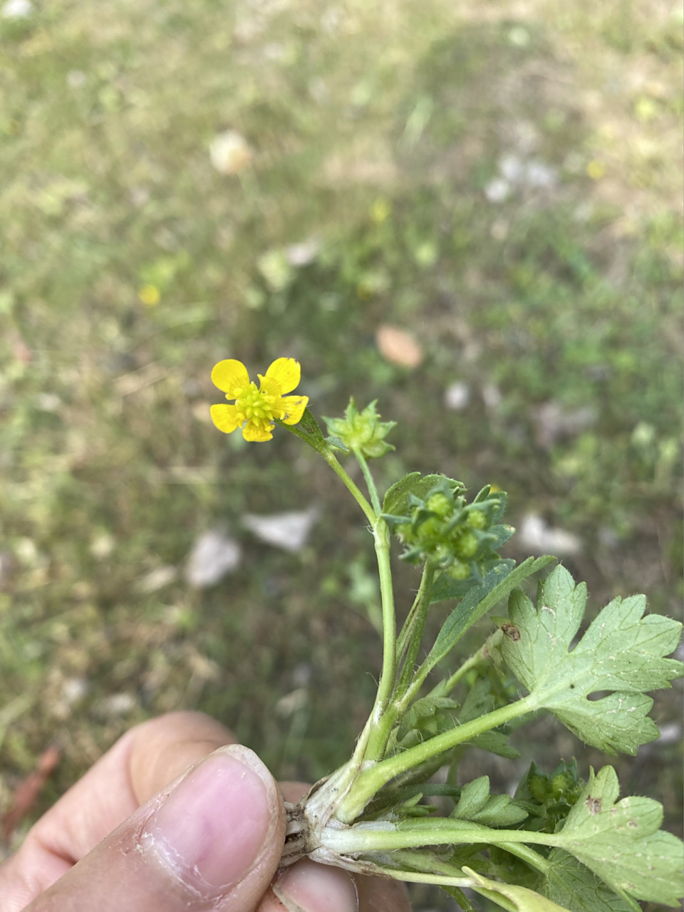 猫爪草 我怎么看这都是猫爪草,怎么这根就不对呢,有没有认识的