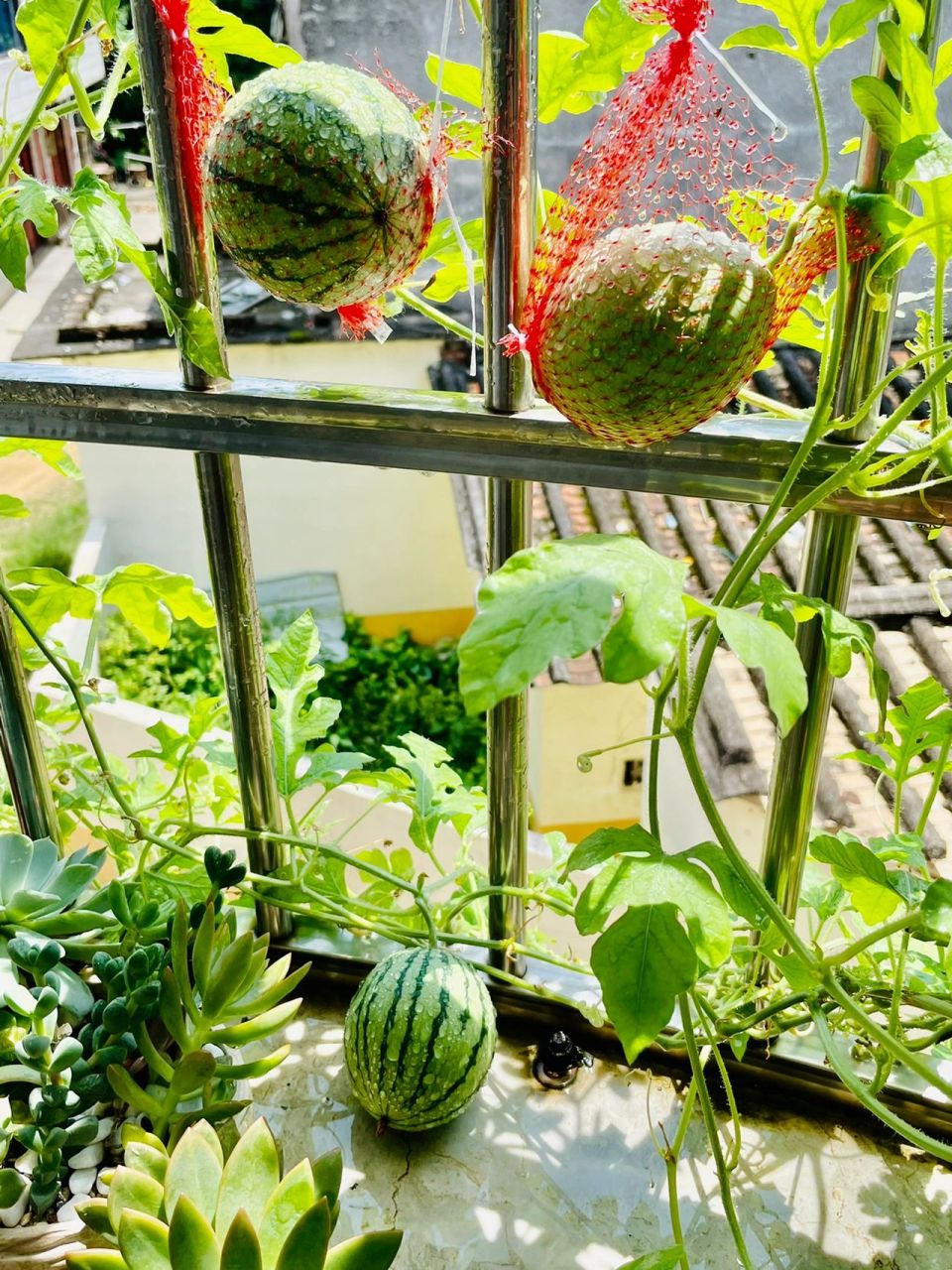 阳台盆栽种植西瓜 九月,秋天的最后一批瓜,大丰收,一下给我来5个瓜