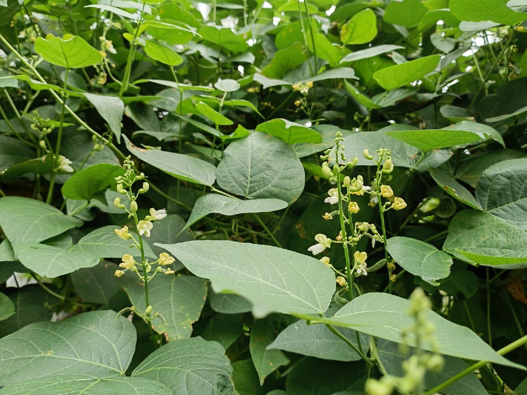 冬天的荷包豆 今年种了两棵荷包豆,爬满藤架,花繁