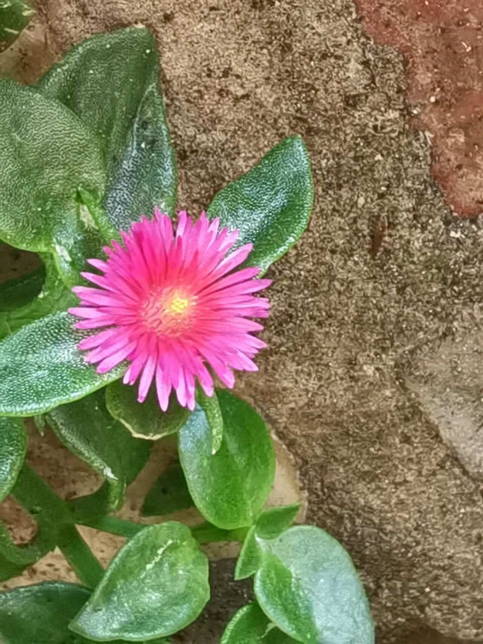 心叶日中花 这名字好拗口.叶比花肥的典范.感觉这花活得好艰难.