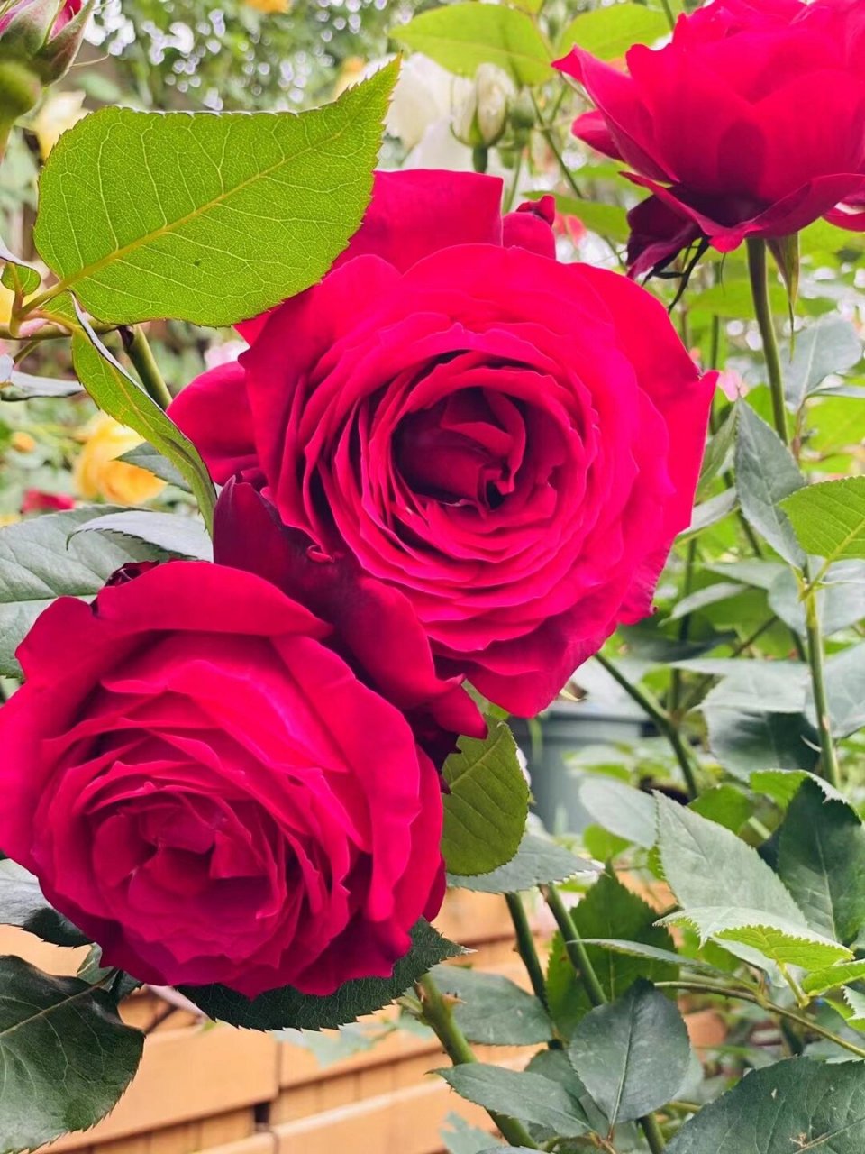 最爱月季系列41 詹尼斯 花径11-14厘米,淡香味,多季重复开花,抗病性强