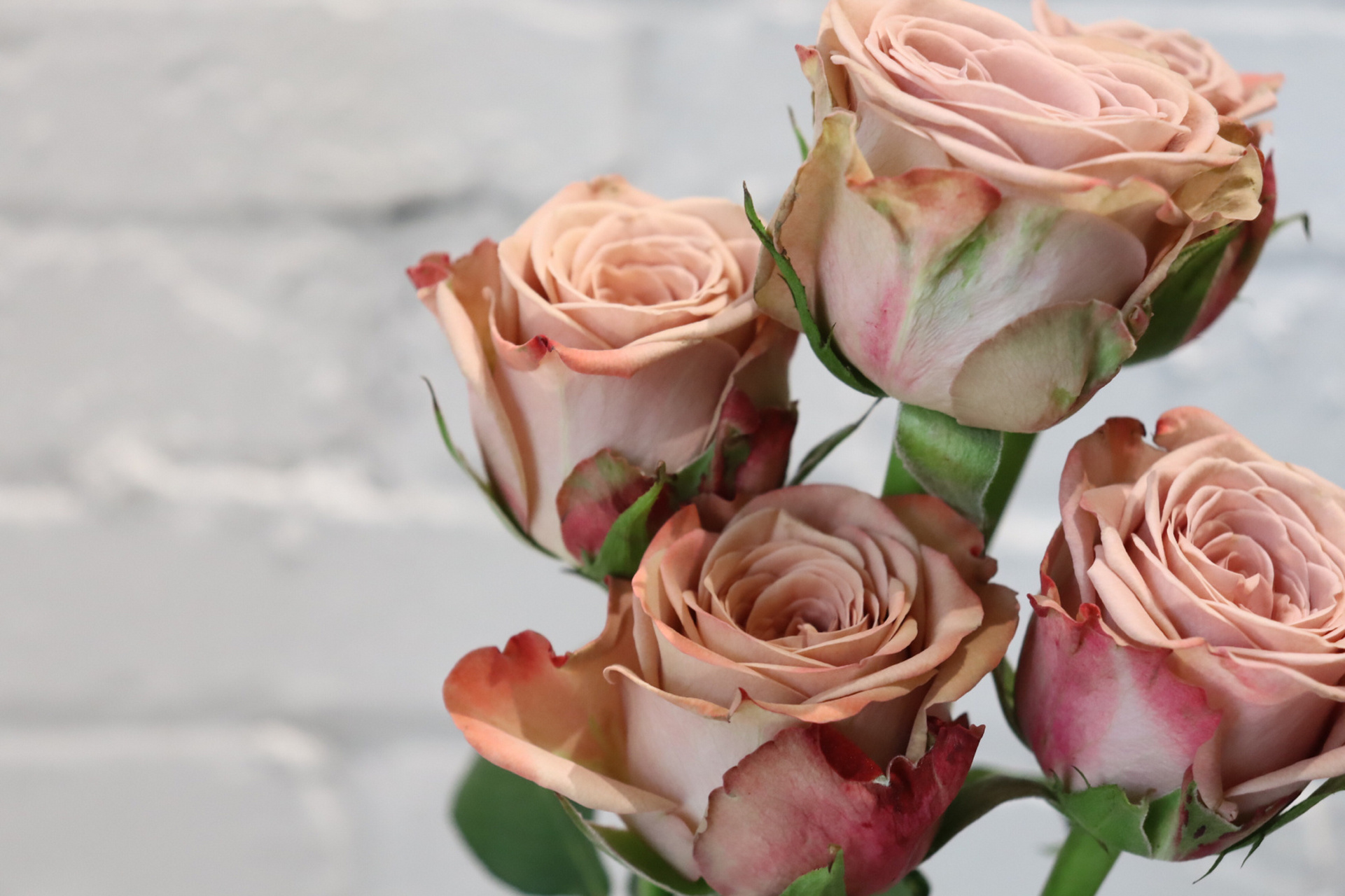 每日识花——卡布奇诺 卡布奇诺,偏复古的奶茶裸粉色玫瑰,保护瓣绿色