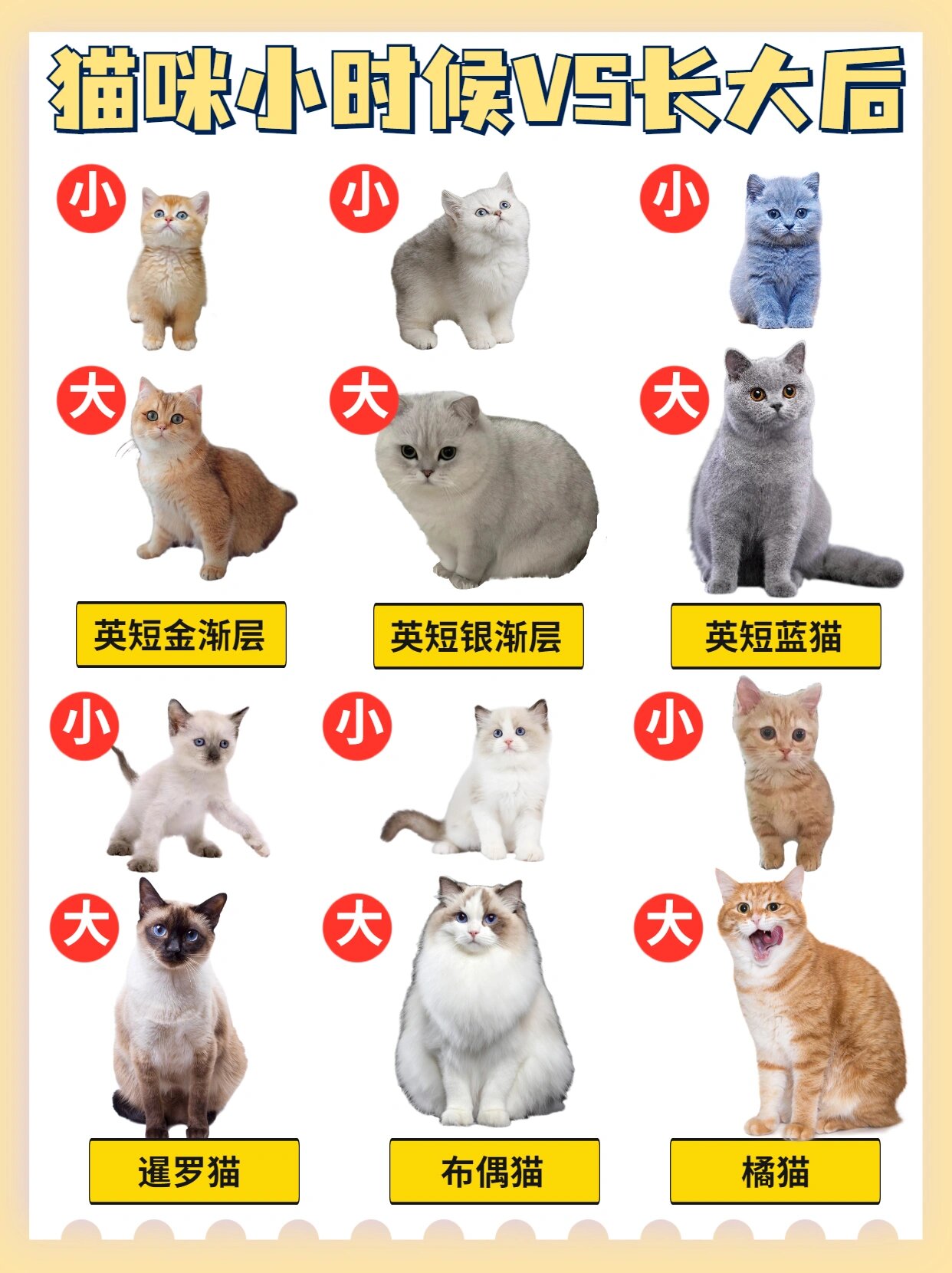 猫从小到大的成长图图片