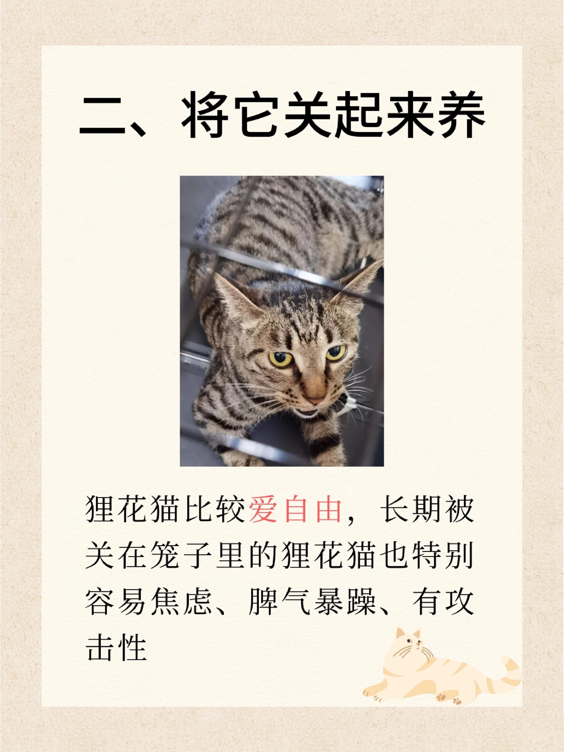 猫图片挂墙上有禁忌吗图片