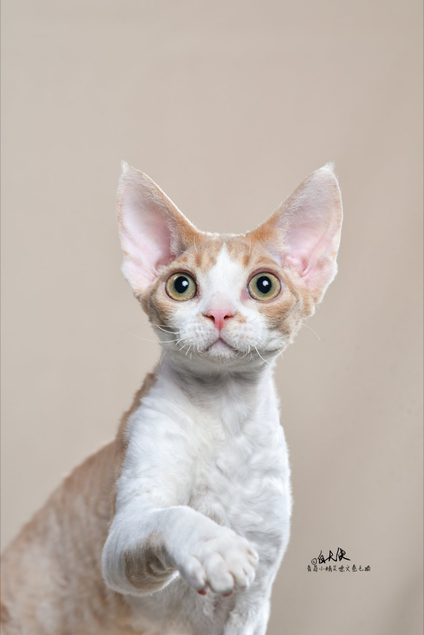 我的德文卷毛猫##青岛猫舍