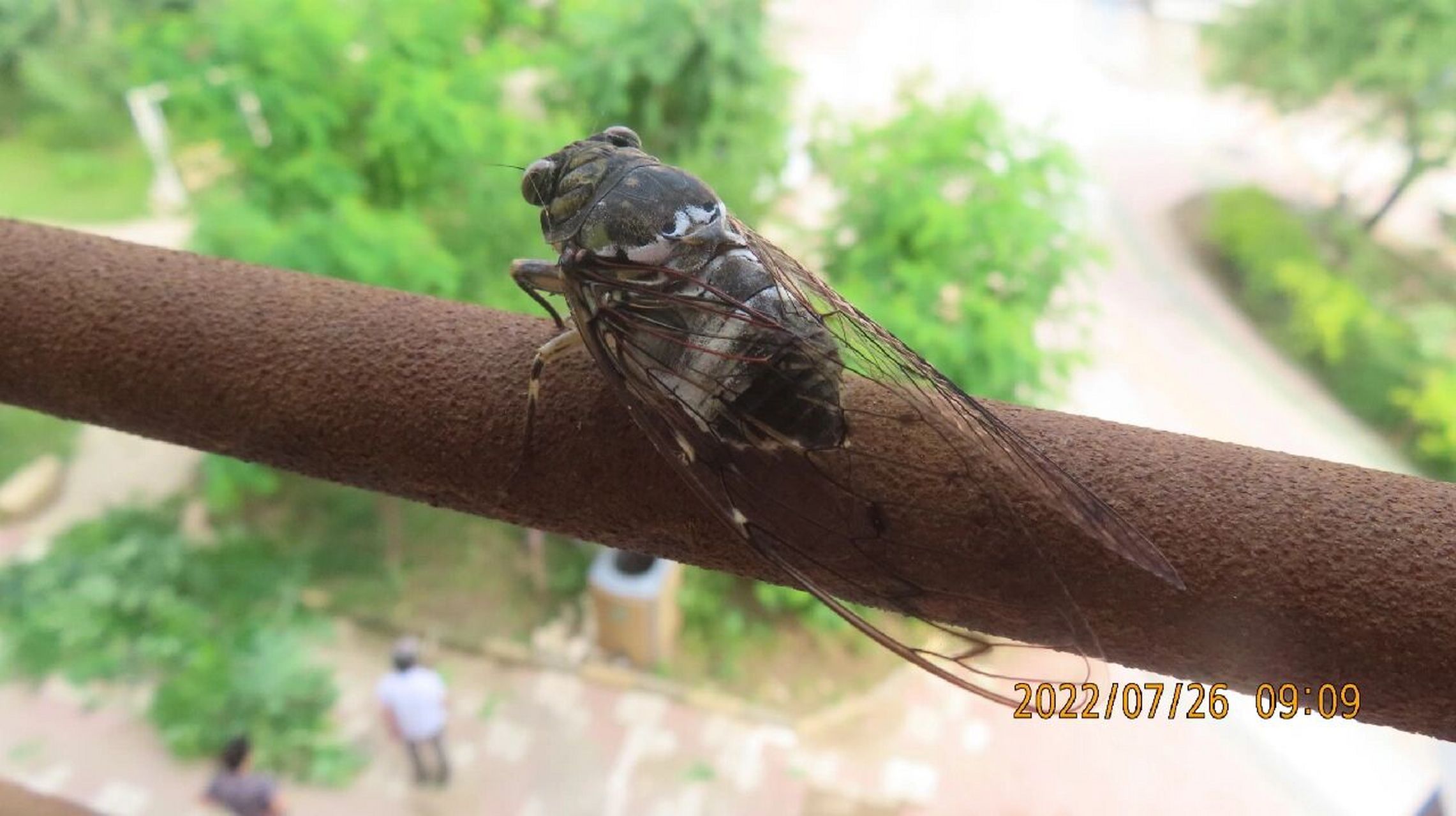 斑透翅蝉(鸣鸣蝉,蜩蟟) 成虫每年7月到9月间出现,然后就"呜嘤—呜嘤