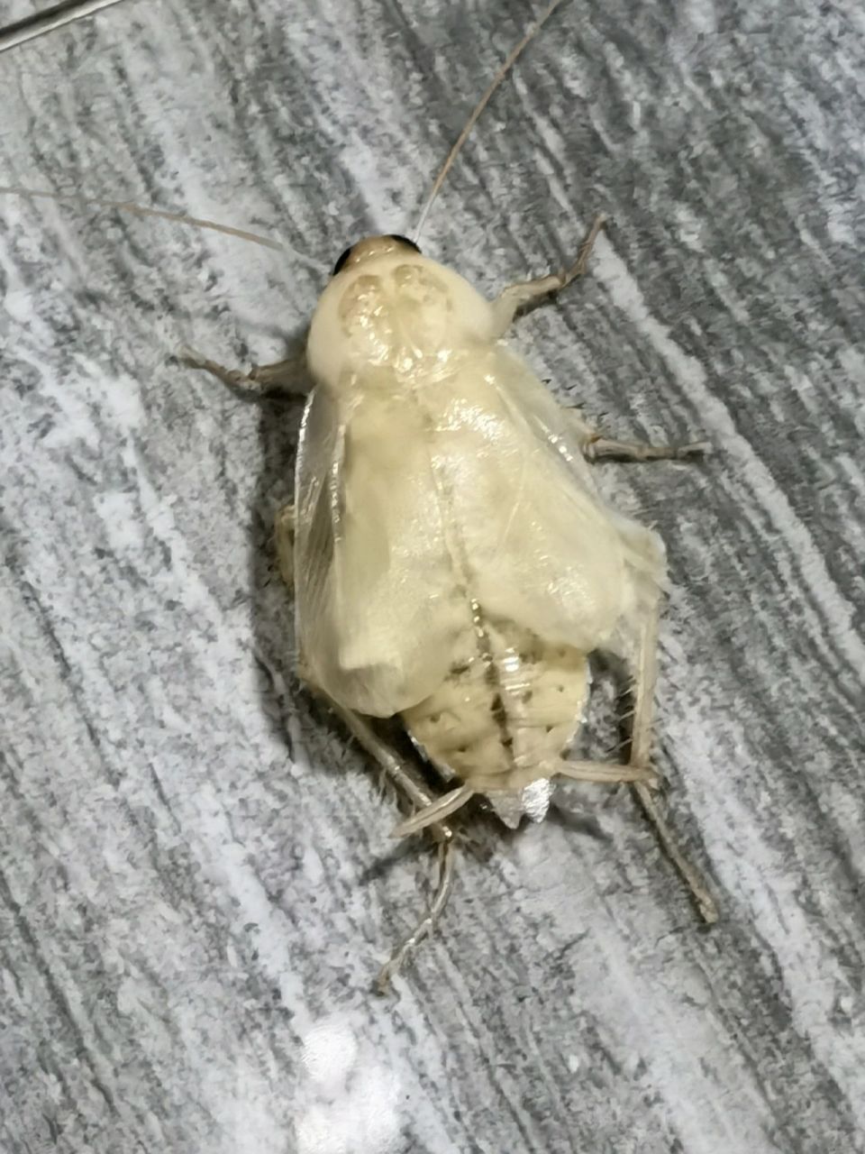 史上最恶心的白色蟑螂 第一次见白色的小强,大家有见过吗?