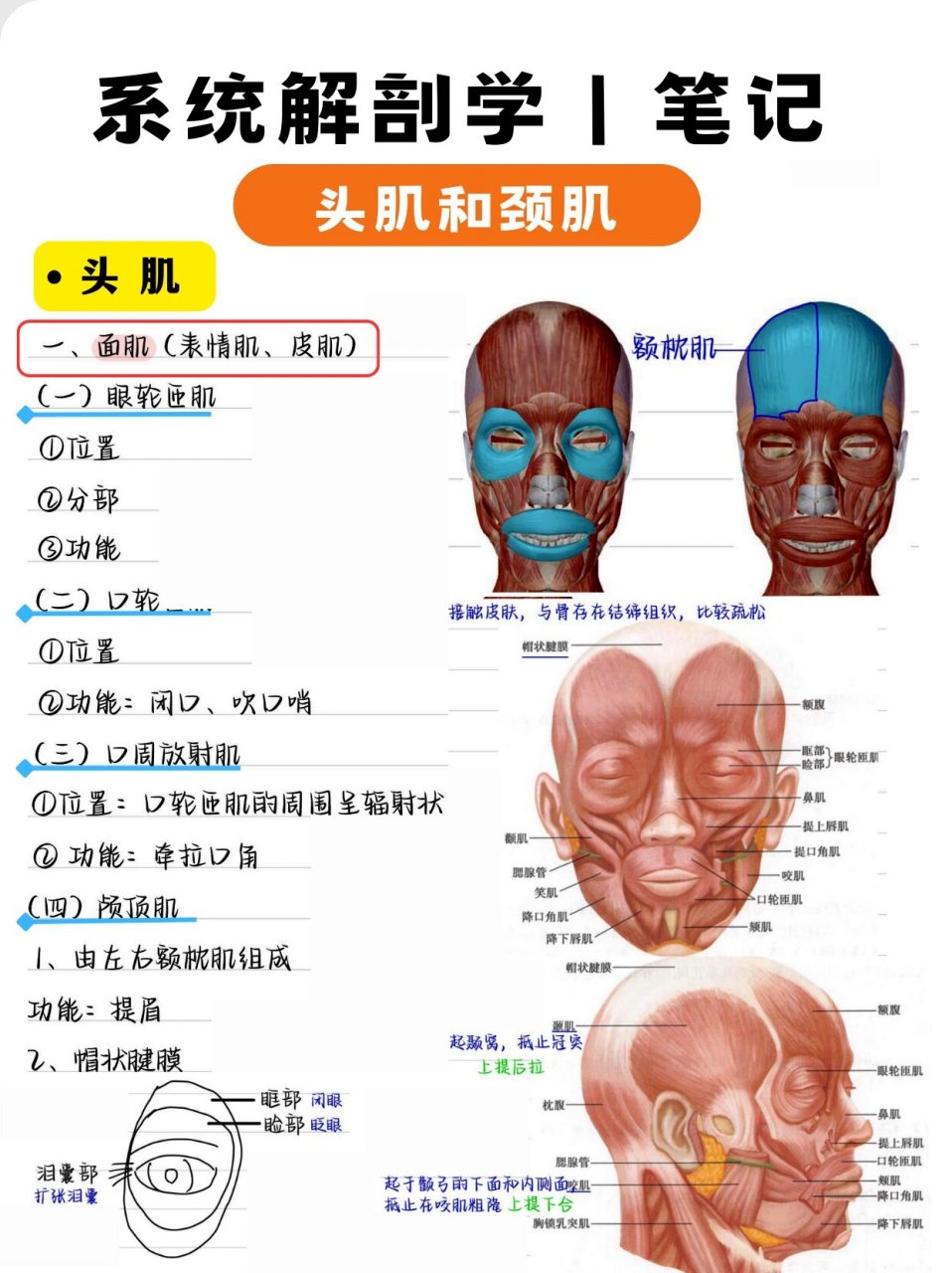 头部肌肉图名称图解图片