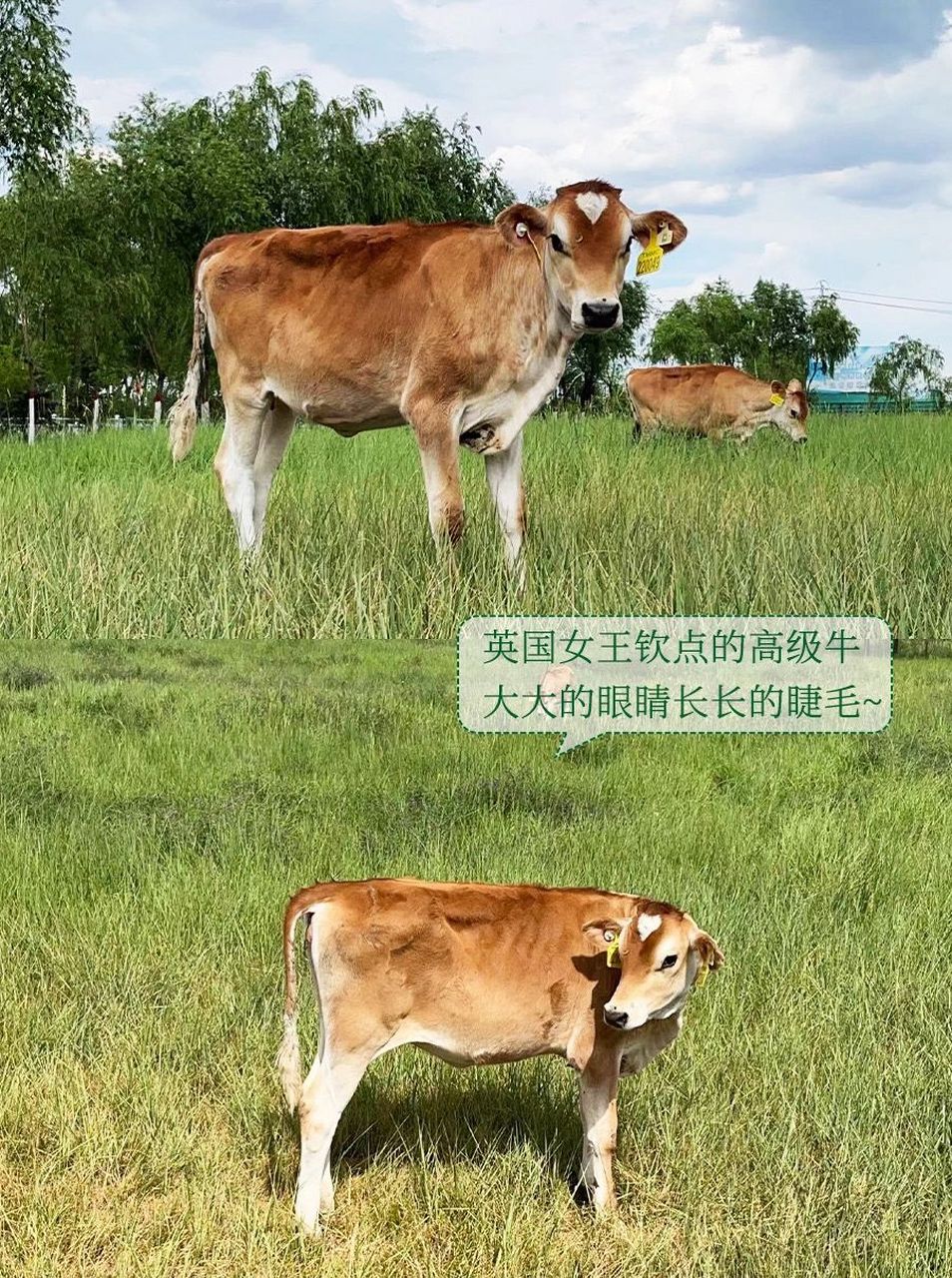 插播: 先给大家科普一下娟姗牛,娟姗奶牛是一种来自英国泽西岛的