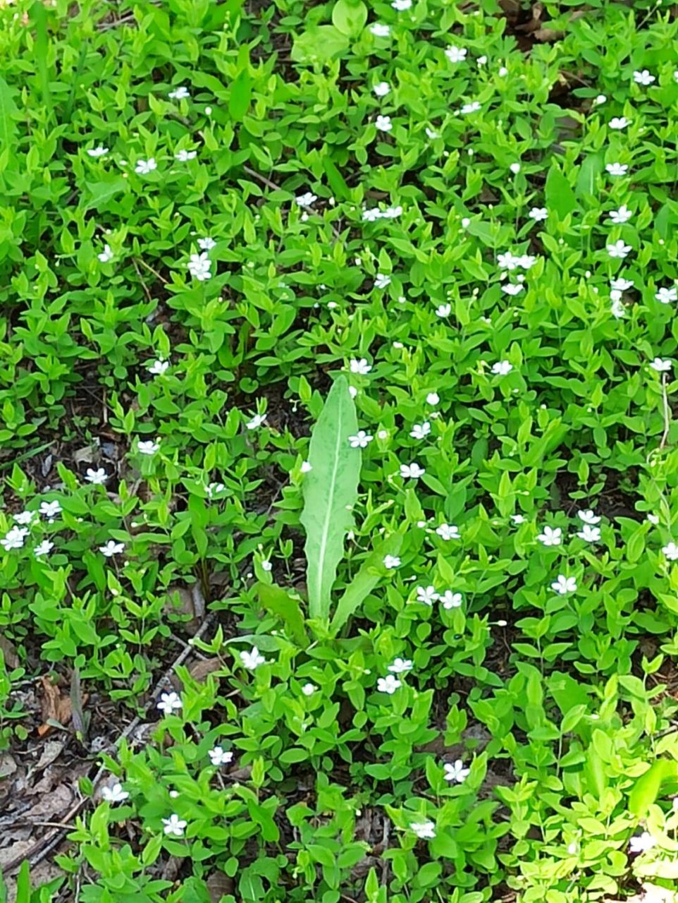 东北野草花(十四)种阜草 石竹科种阜草属多年生草本植物.