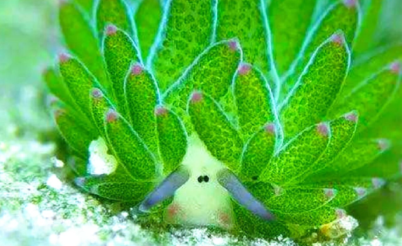 【小绵羊海蛞蝓】深海里的小羊肖恩91 小绵羊海蛞蝓(costasiella