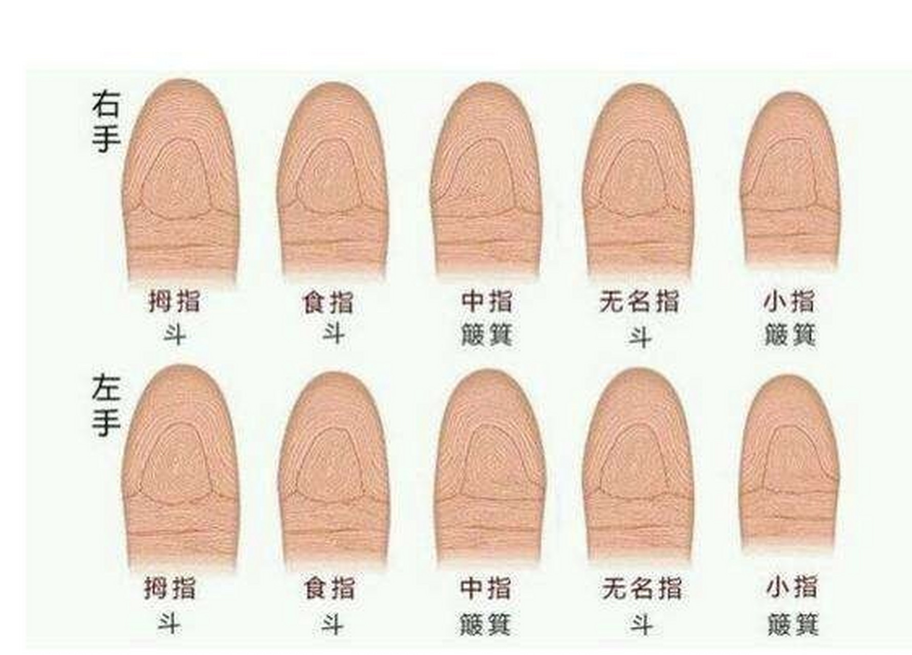 女人手指纹十个簸箕图片
