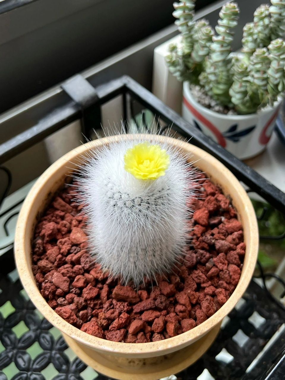 仙人球|白小町 播种仙人球开花啦98 这盆白小町是2019年6月时候播种