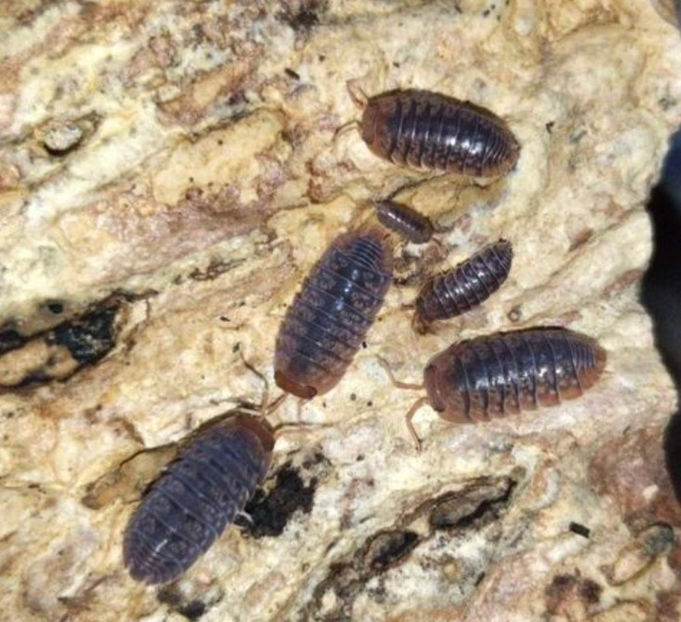 床上有潮虫怎么消灭干净 床上有潮虫,估计是床上比较潮湿,另外床上