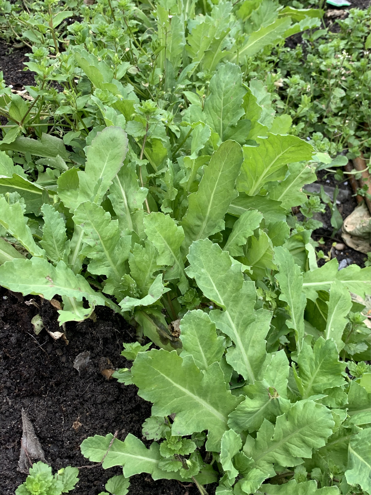 这是什么?罂粟苗?