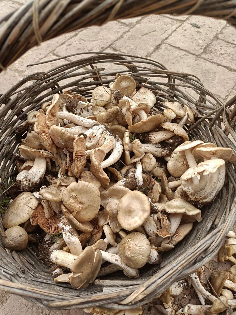 野生梨树蘑采摘收货满满  学名晶盖粉褶菌,超级好吃嫩滑,炒辣椒绝配