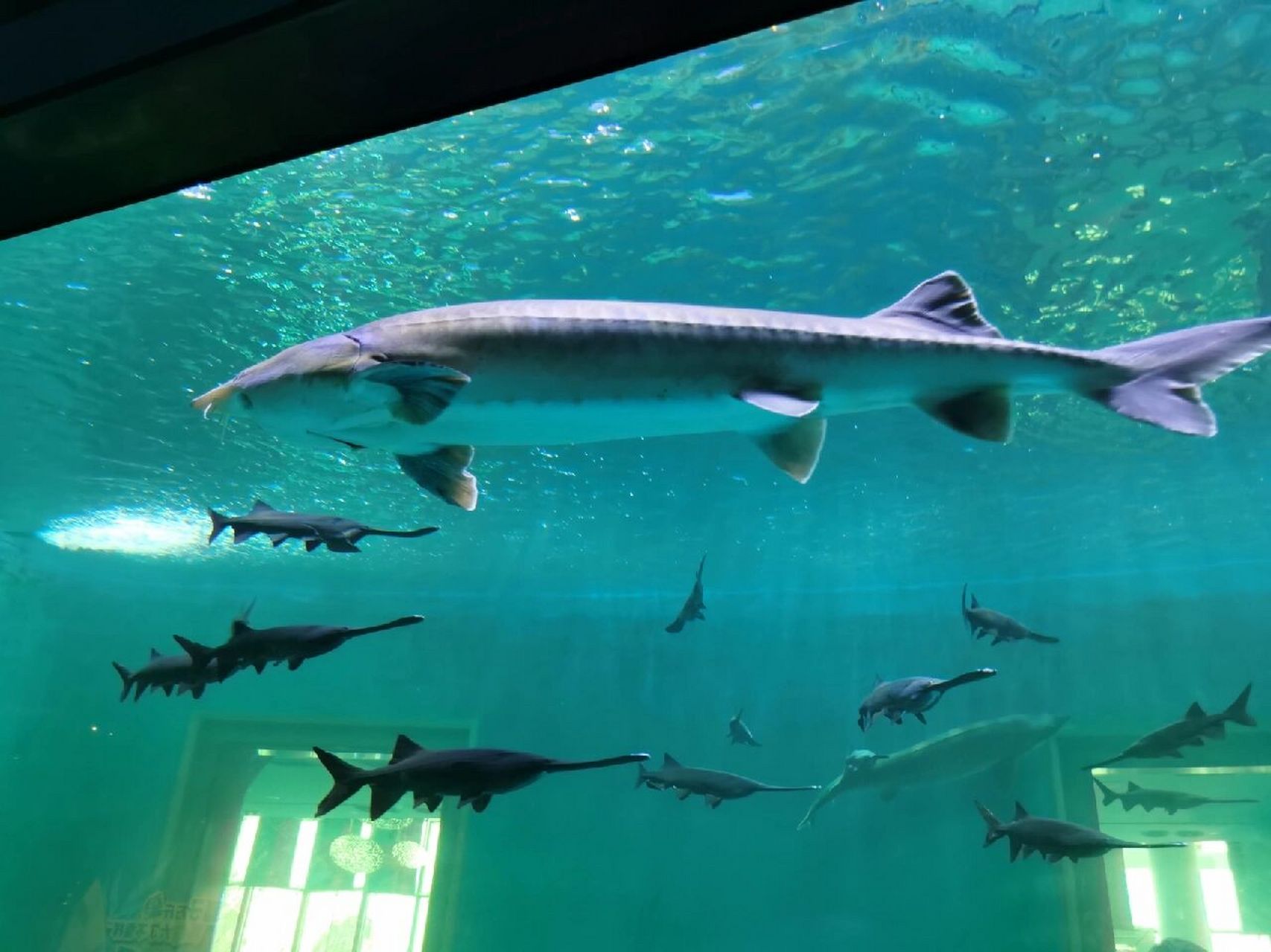 湖口长江鄱阳湖水生基地 水族馆(湖口长江鄱阳湖水生基地)遛娃日常