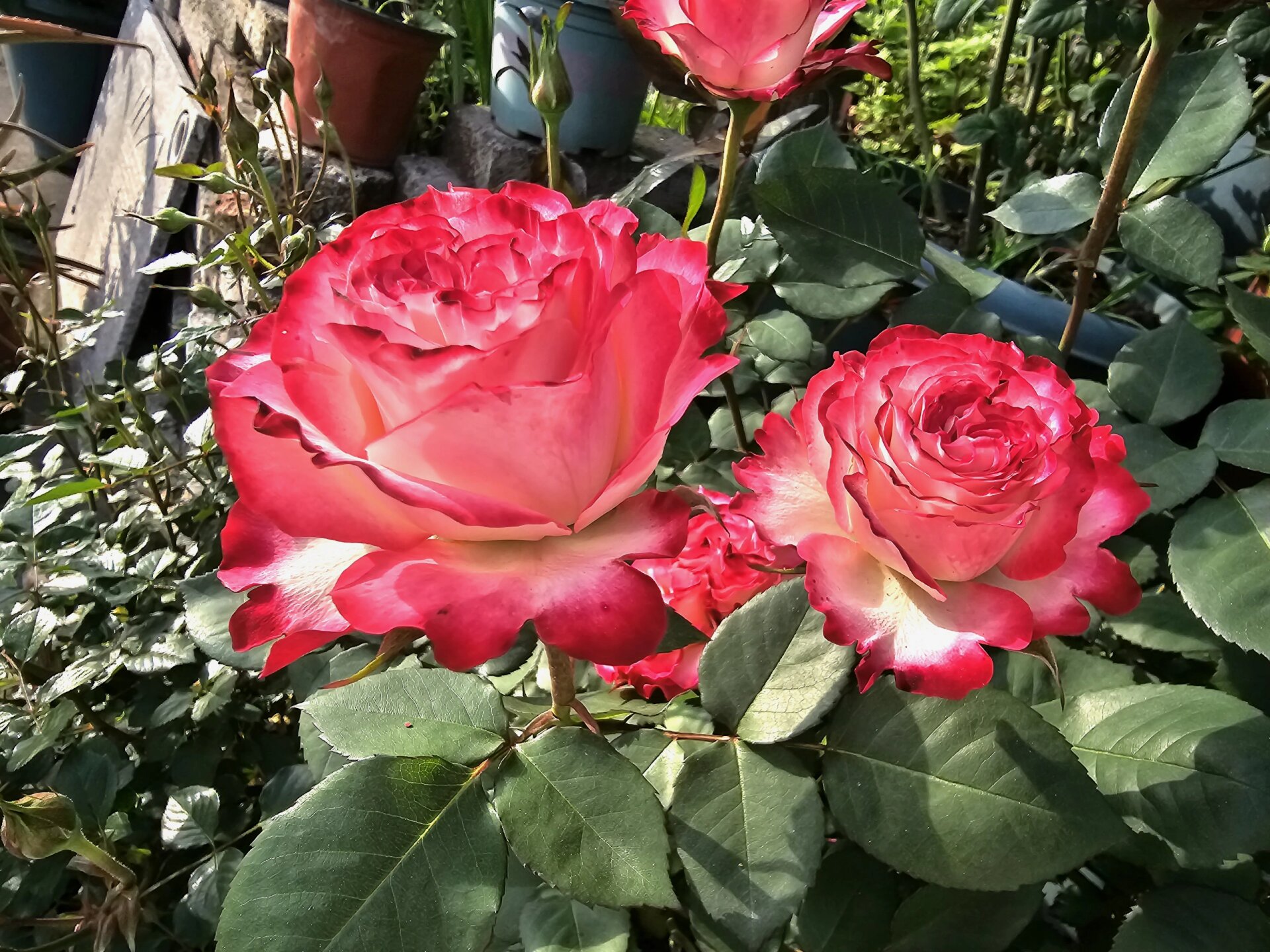热情似火的月季品种-西班牙舞娘 去年5月份入的,到今年快一年了,花真