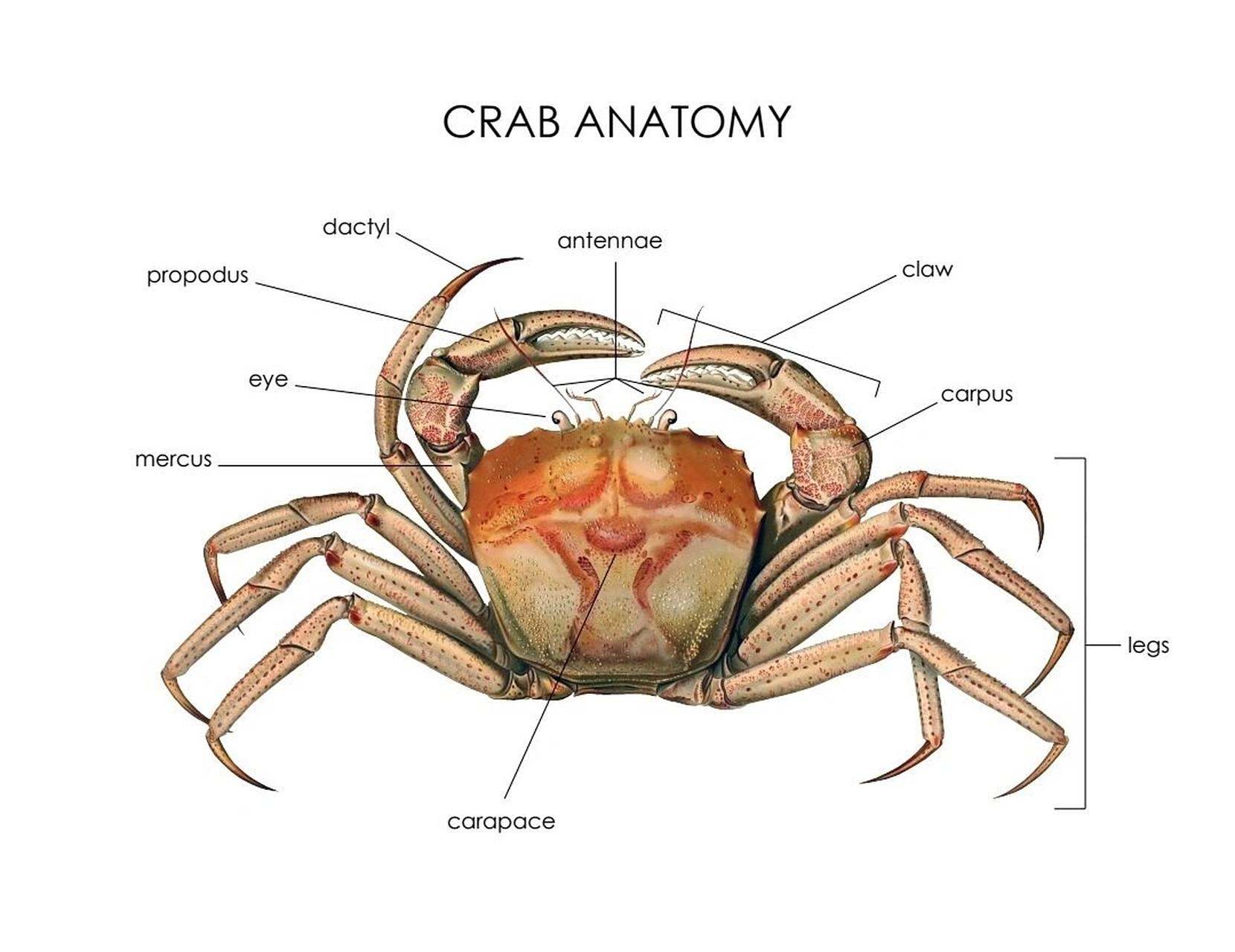 海洋生物02螃蟹的身体结构