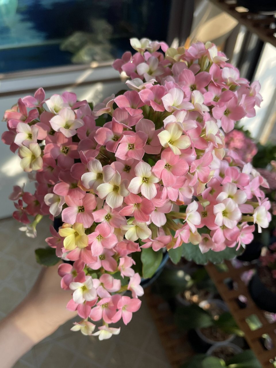 长寿花 单瓣 七彩糖条-梦幻-新力 特别好上颜色,一天就晒得好红,然后