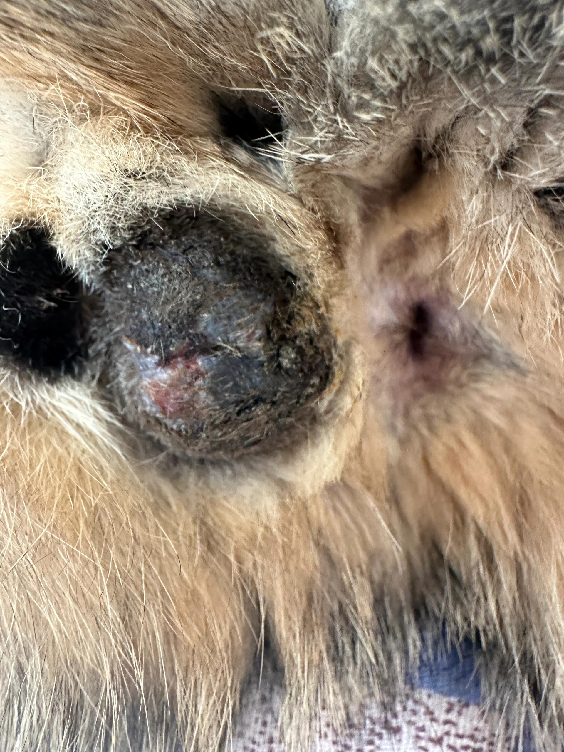 公猫绝育结痂不掉