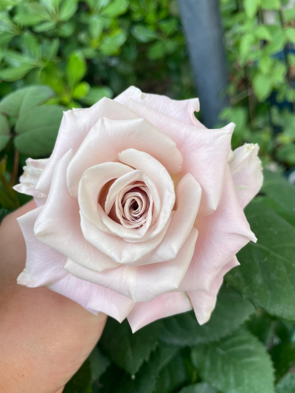 月季品种:曼塔         超级优秀的复古色品种,长势特别快,直立性很好