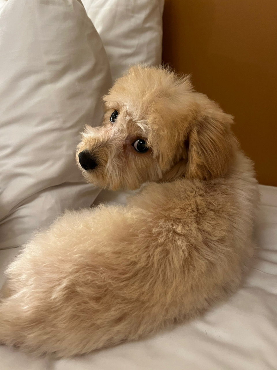 为啥我家泰迪的毛是直的 一个月的时候还是卷的 被我剃了一点之后 就