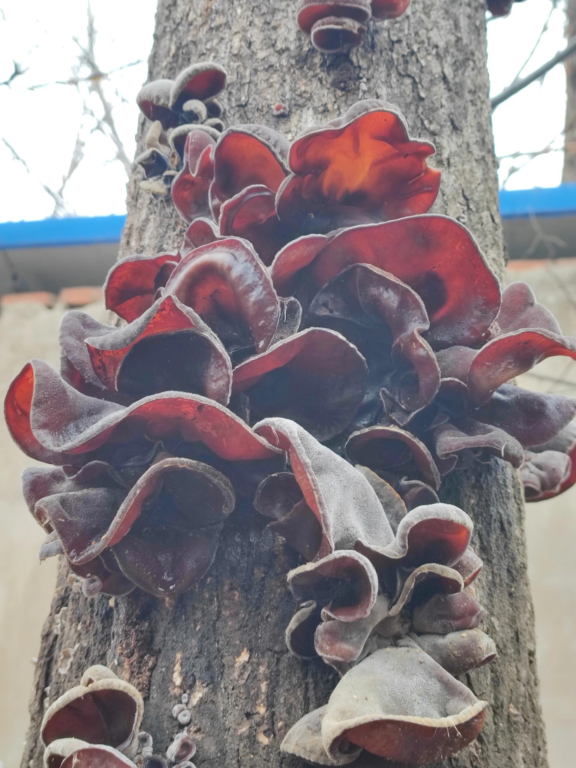 杨树上长的木耳能吃吗?