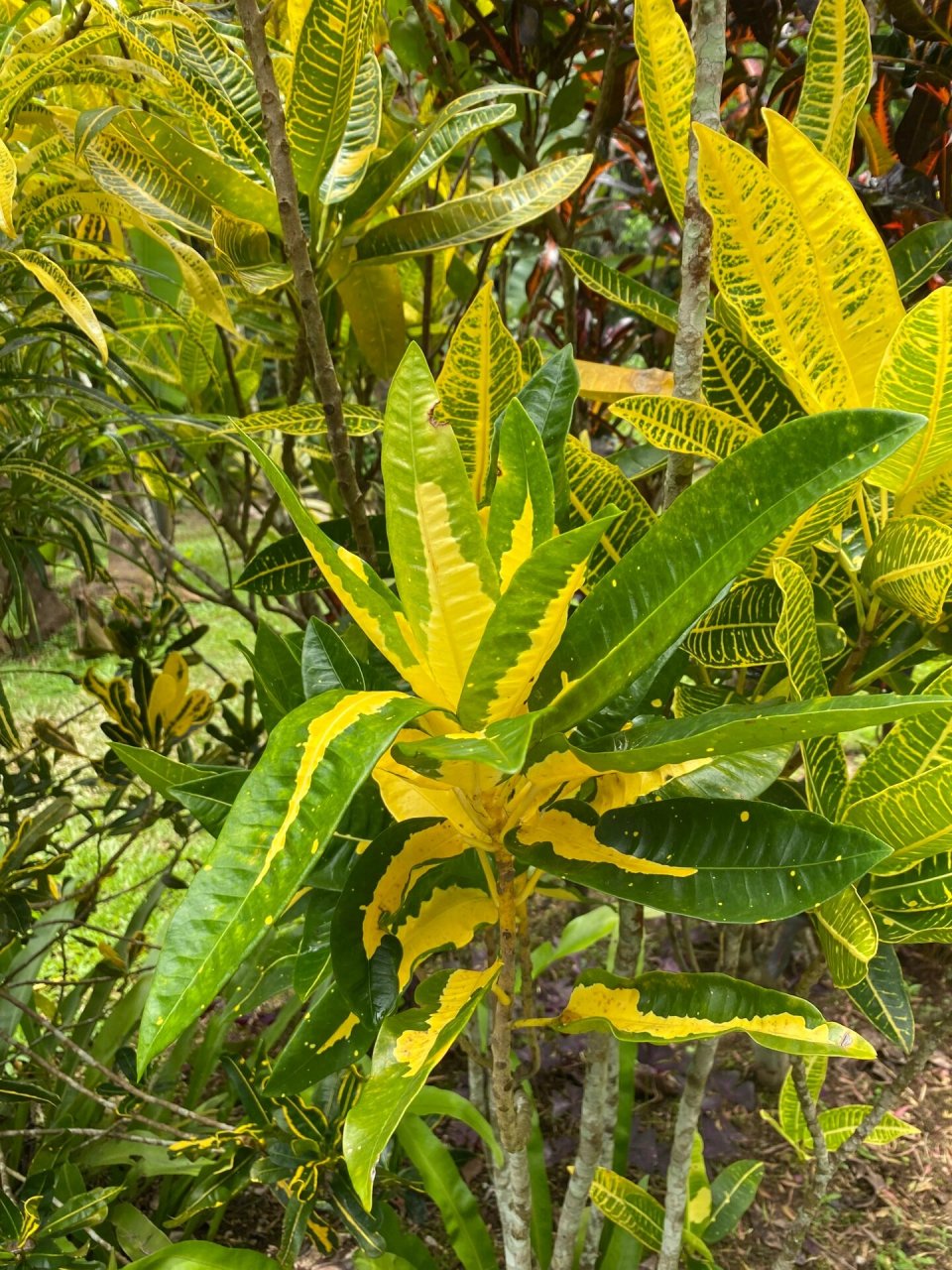 变叶木图片植物图片