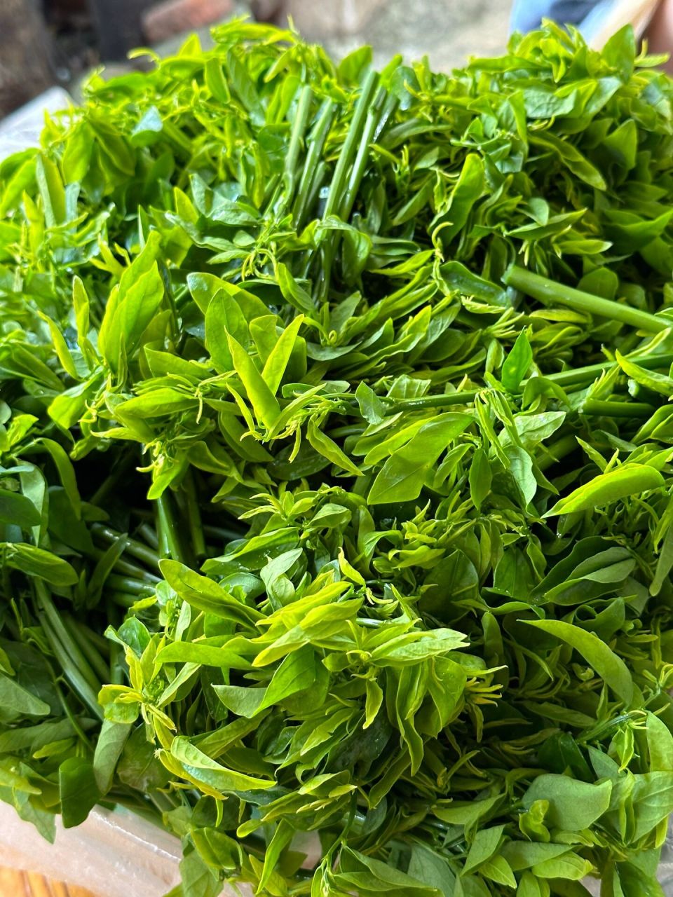 感受到了五指山野菜的魅力!