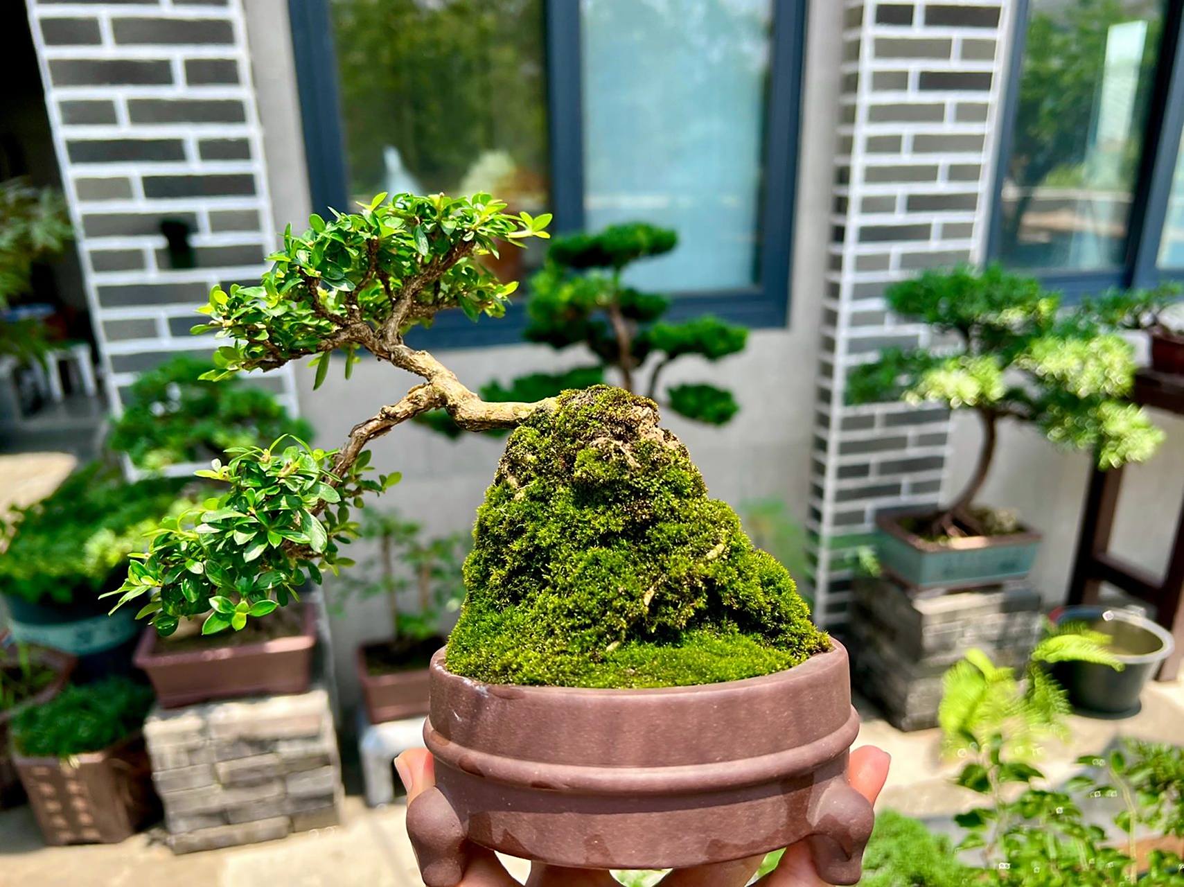 掌上盆景—六月雪 六月雪是常绿植物,非常耐修剪,叶片精致小巧,枝干