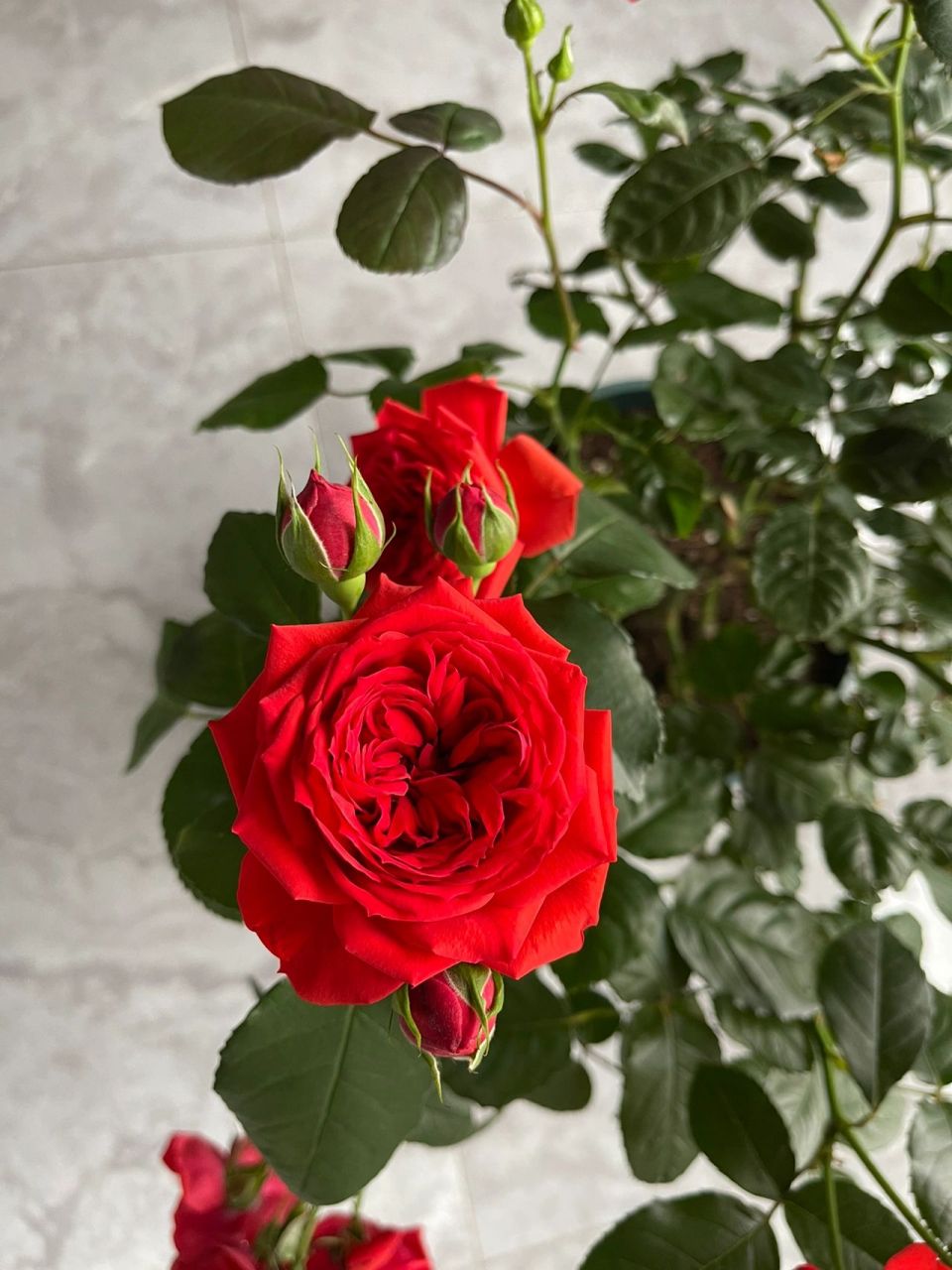 红苹果月季 红苹果多头,勤花,正宫红,花期十分长,这是插瓶一个星期的