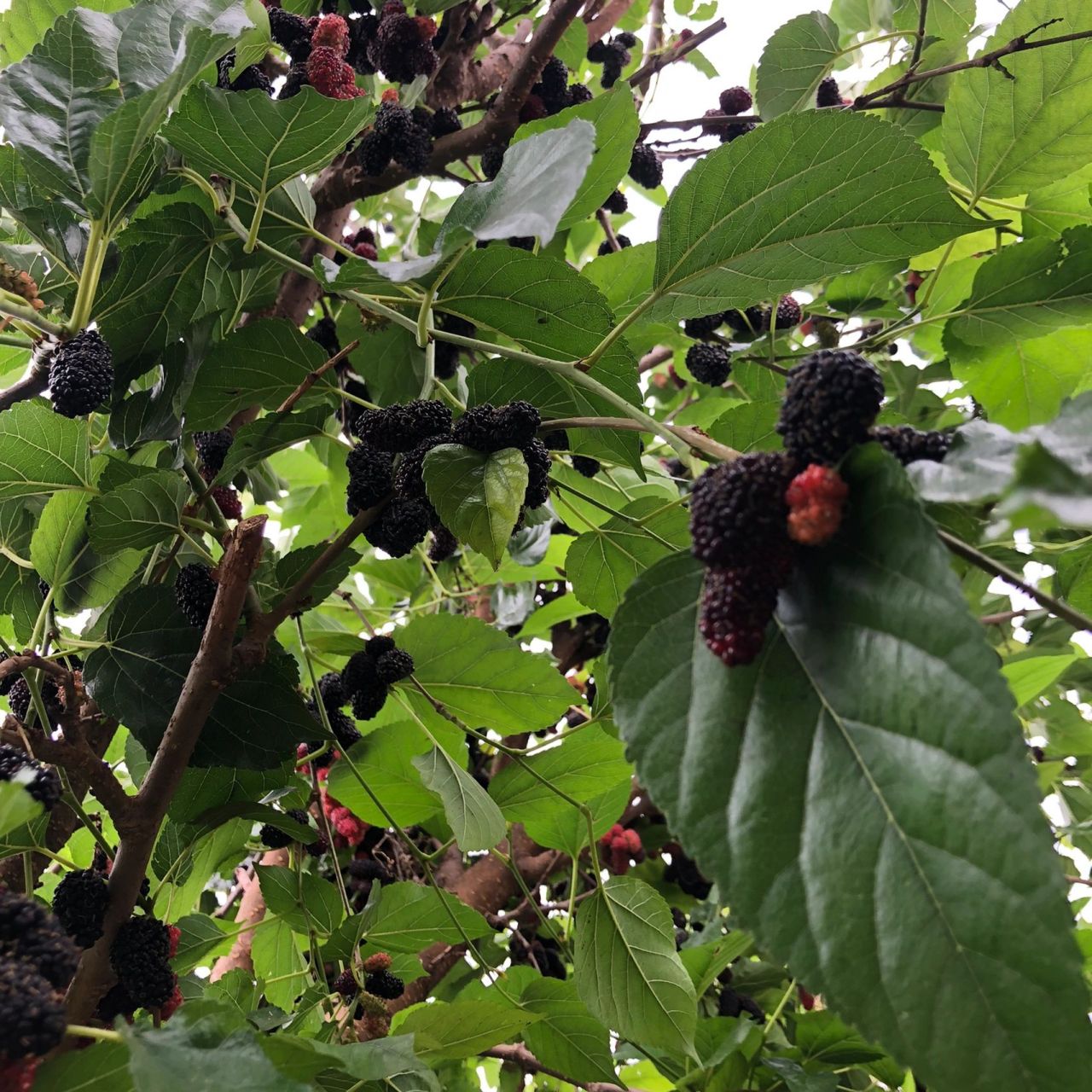 家门口桑葚树 家门口二棵桑葚树,4.