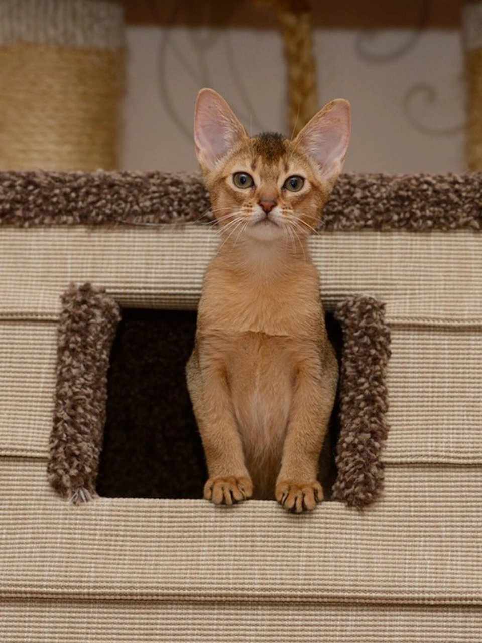 阿比西尼亚猫照片图片