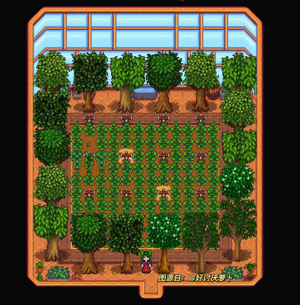 星露谷物语|温室布局参考 一共可以种18颗果树(如图2 图源自 洒水器