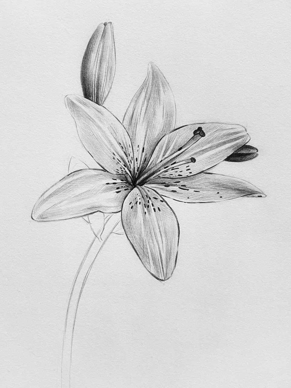 素描百合花步骤教程【适合新手】 好久没有给大家更新素描啦～最近有