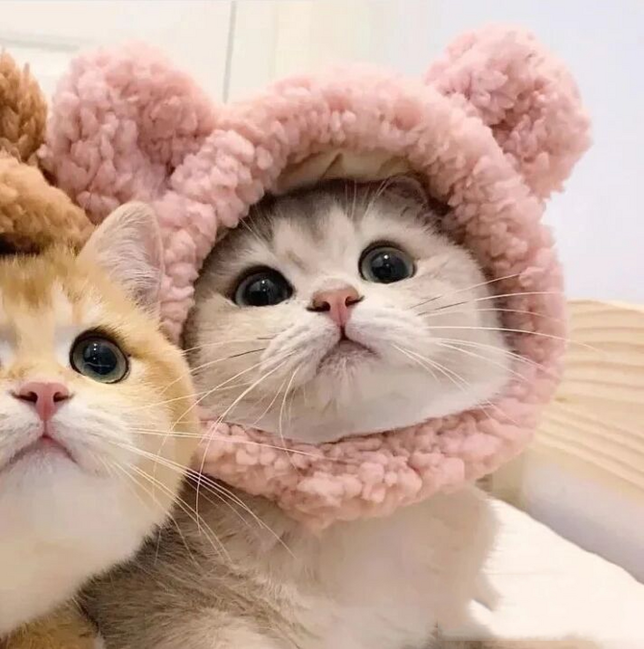 十分可爱的小动物,闺蜜头像