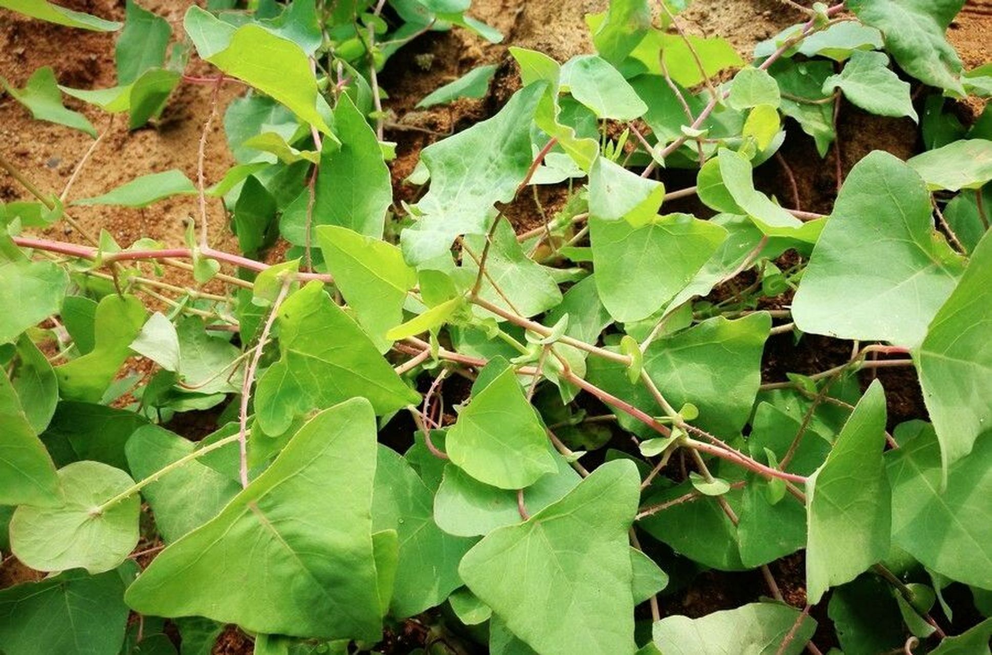 杠板归,别名:刺犁头,蛇不过,贯叶蓼 棱角分明,救人无形.