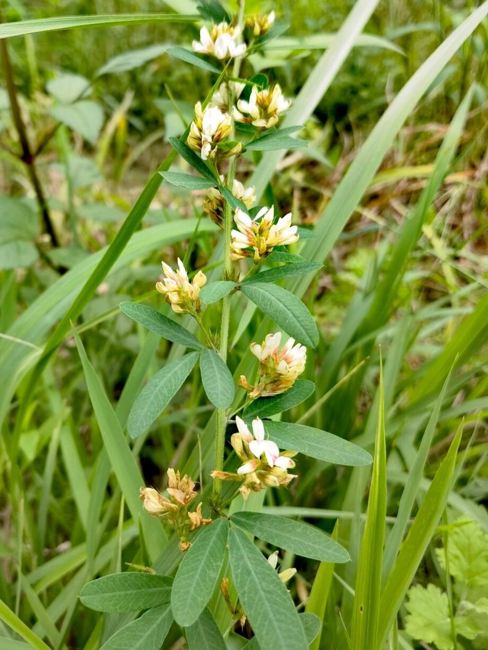 这样一来,这片山地见到胡枝子属4种了,算是小有收获