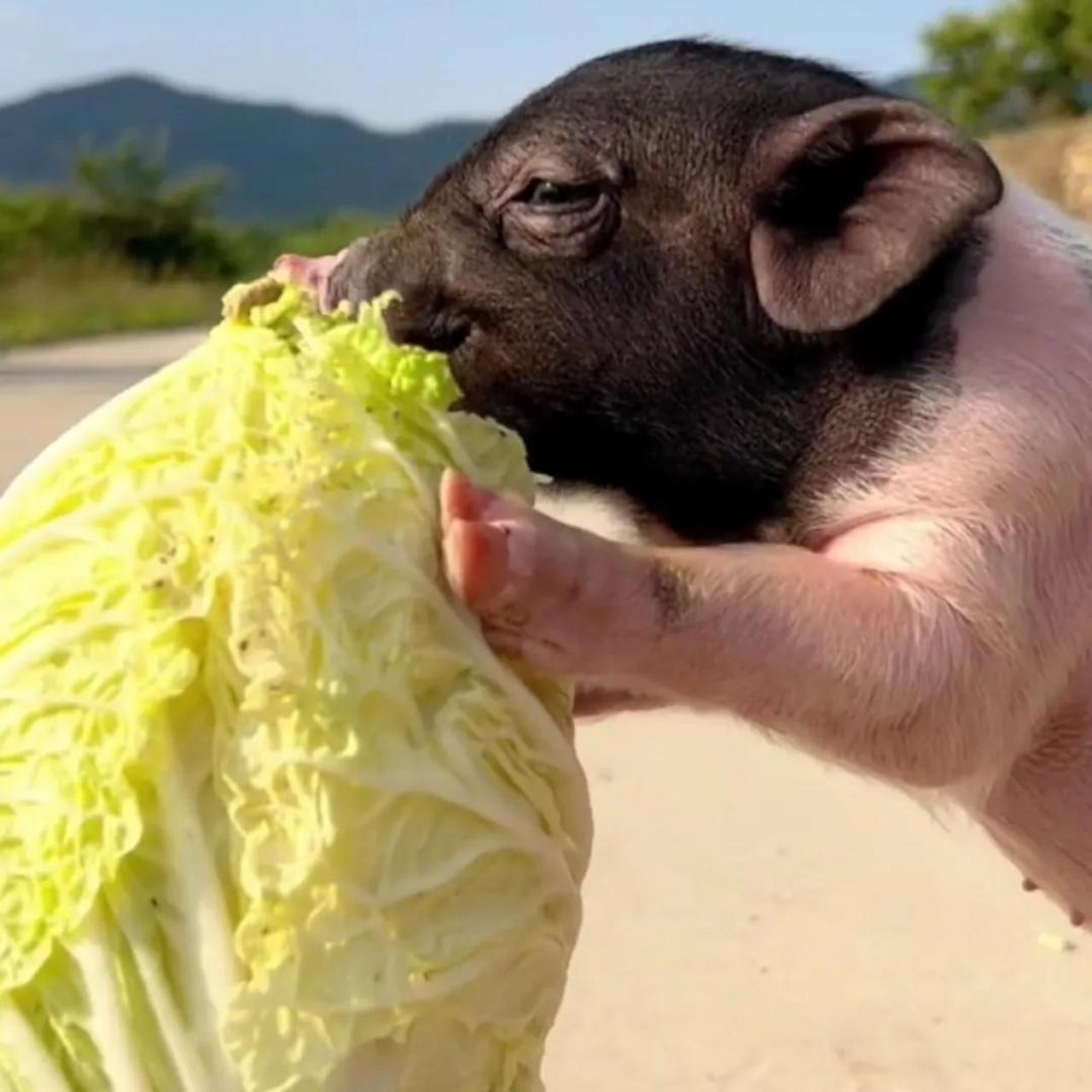 好白菜被猪给拱了萌宠 可爱 宠物 萌宠温情时刻 狗