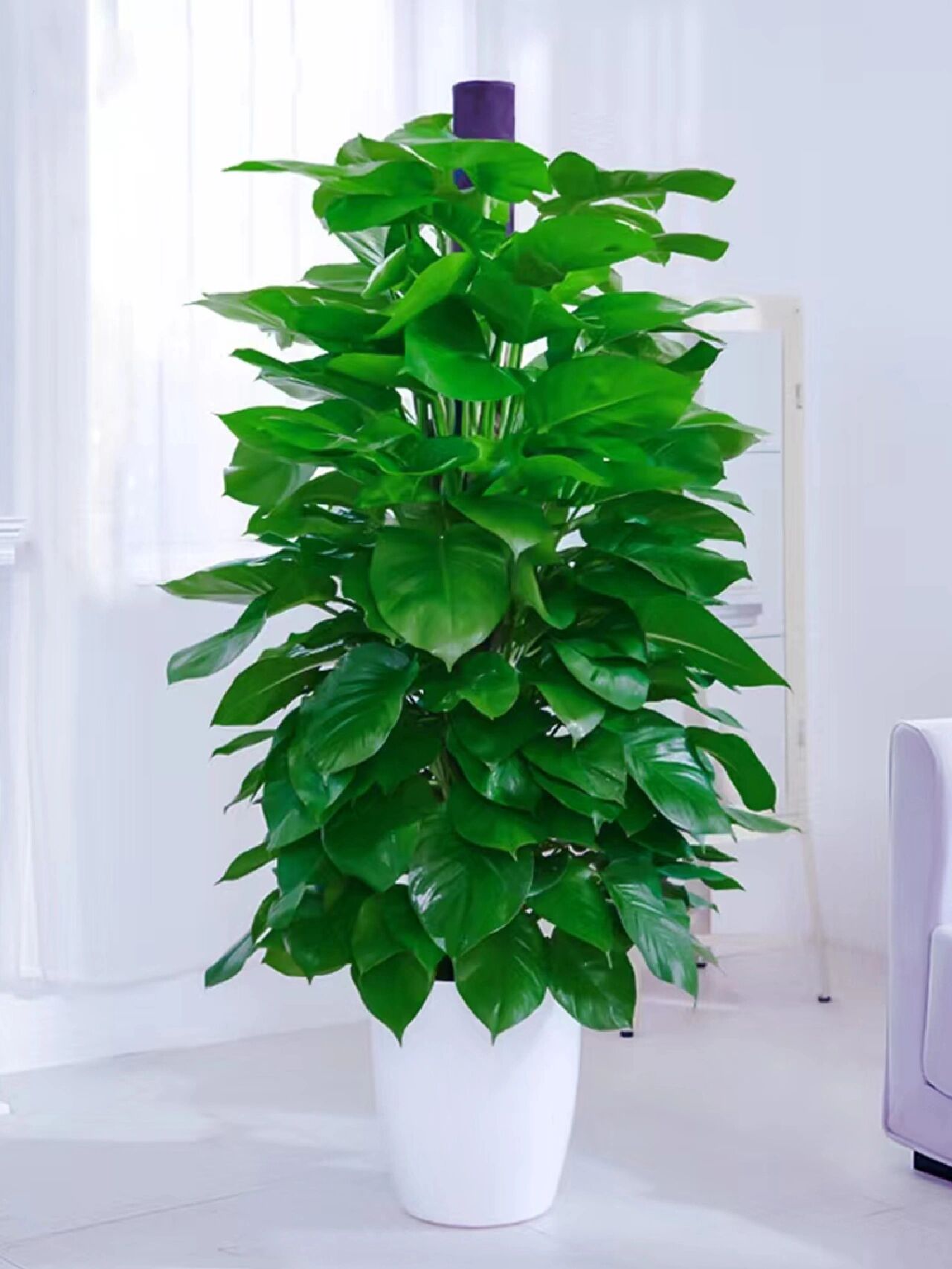 植物养护