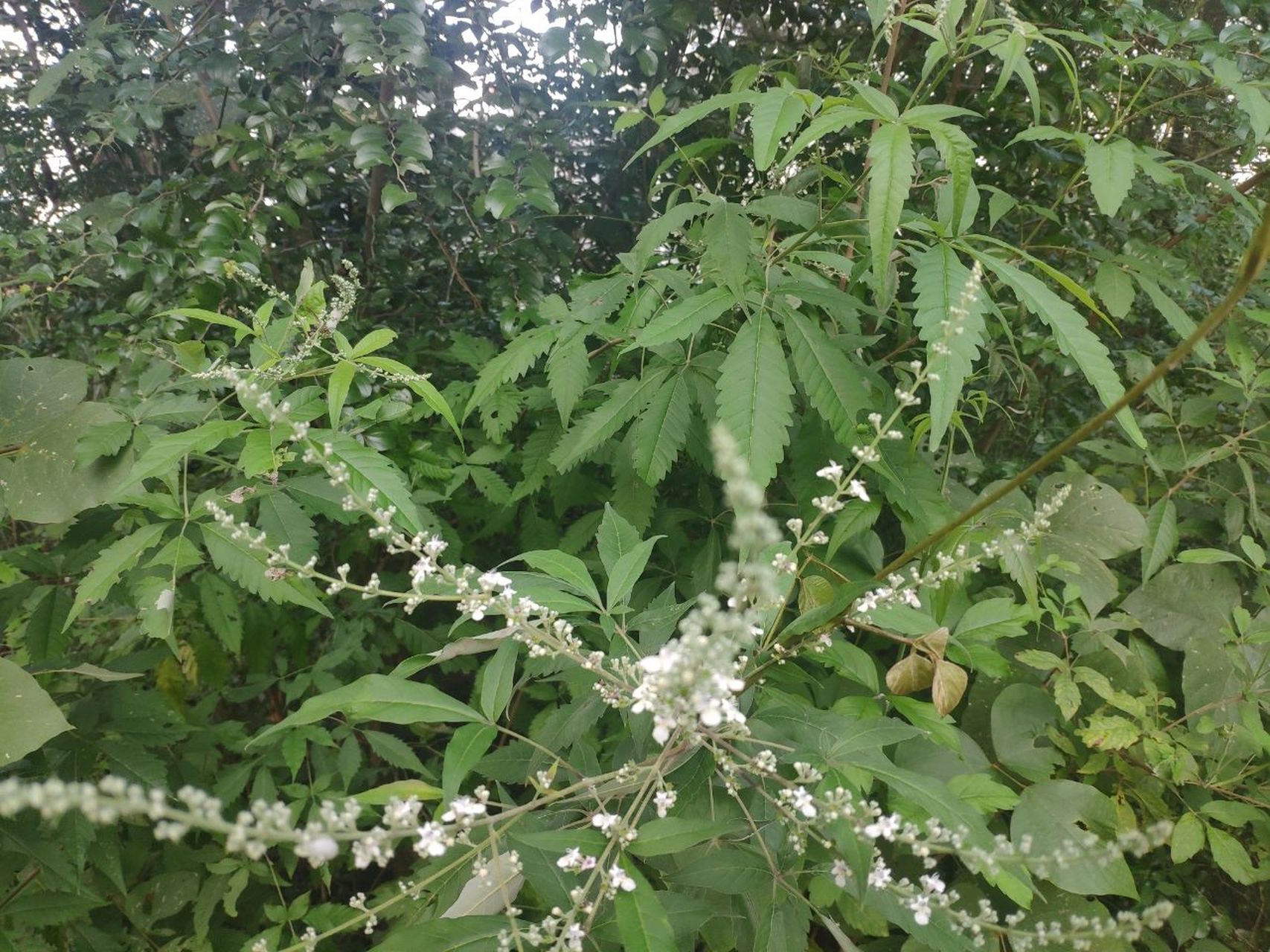 常见中草药--黄荆 黄荆(拉丁学名:vitex negundo linn.