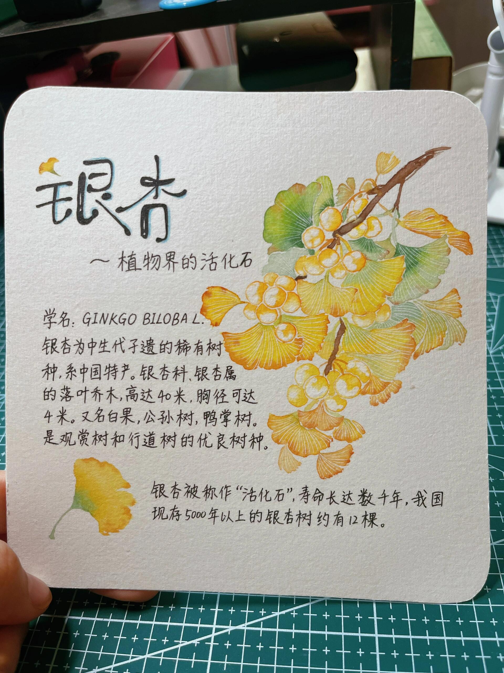 银杏叶植物卡片介绍图片