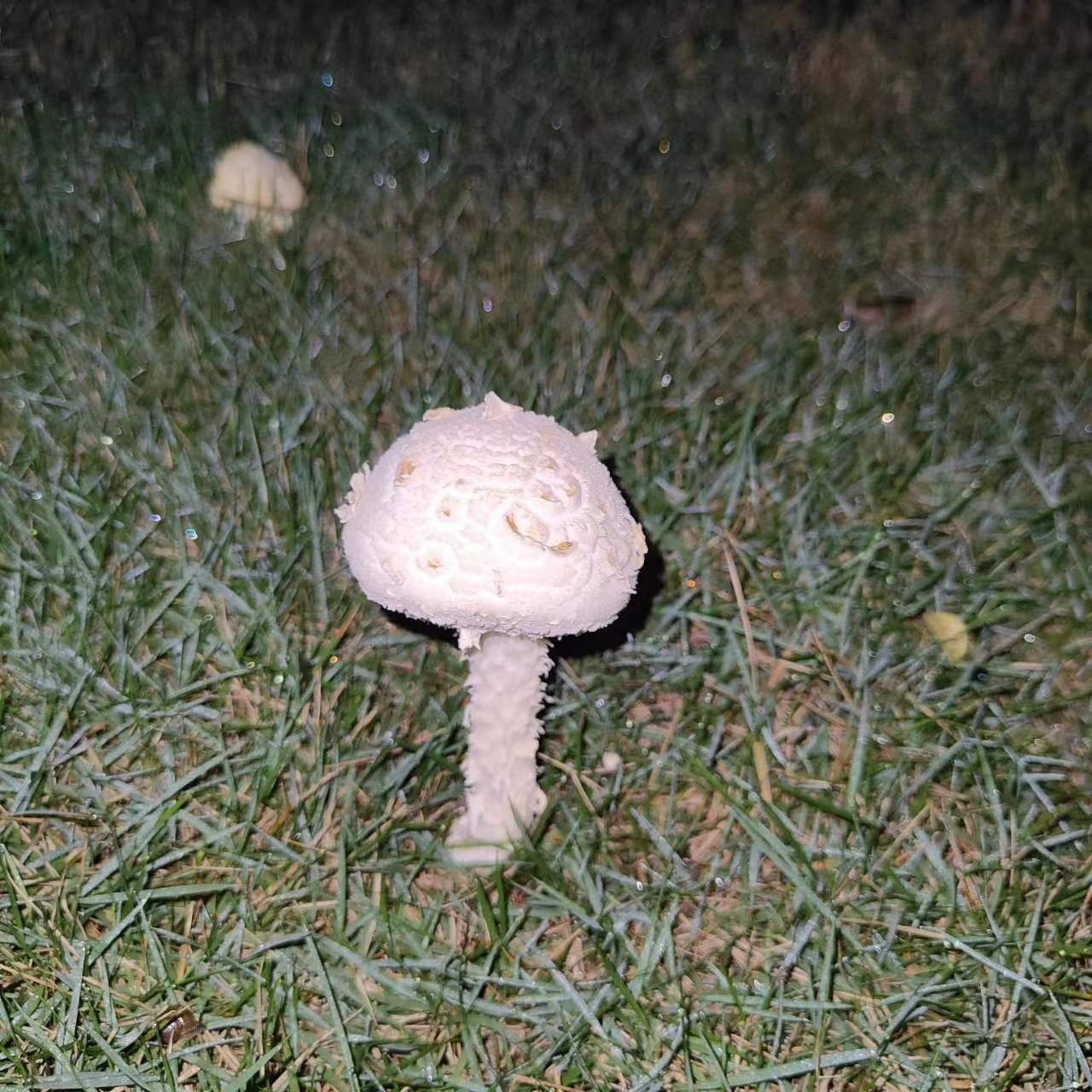 广东雨后草坪上总会有白色蘑菇,这个有毒不 遛狗时经常遇到,这个可以