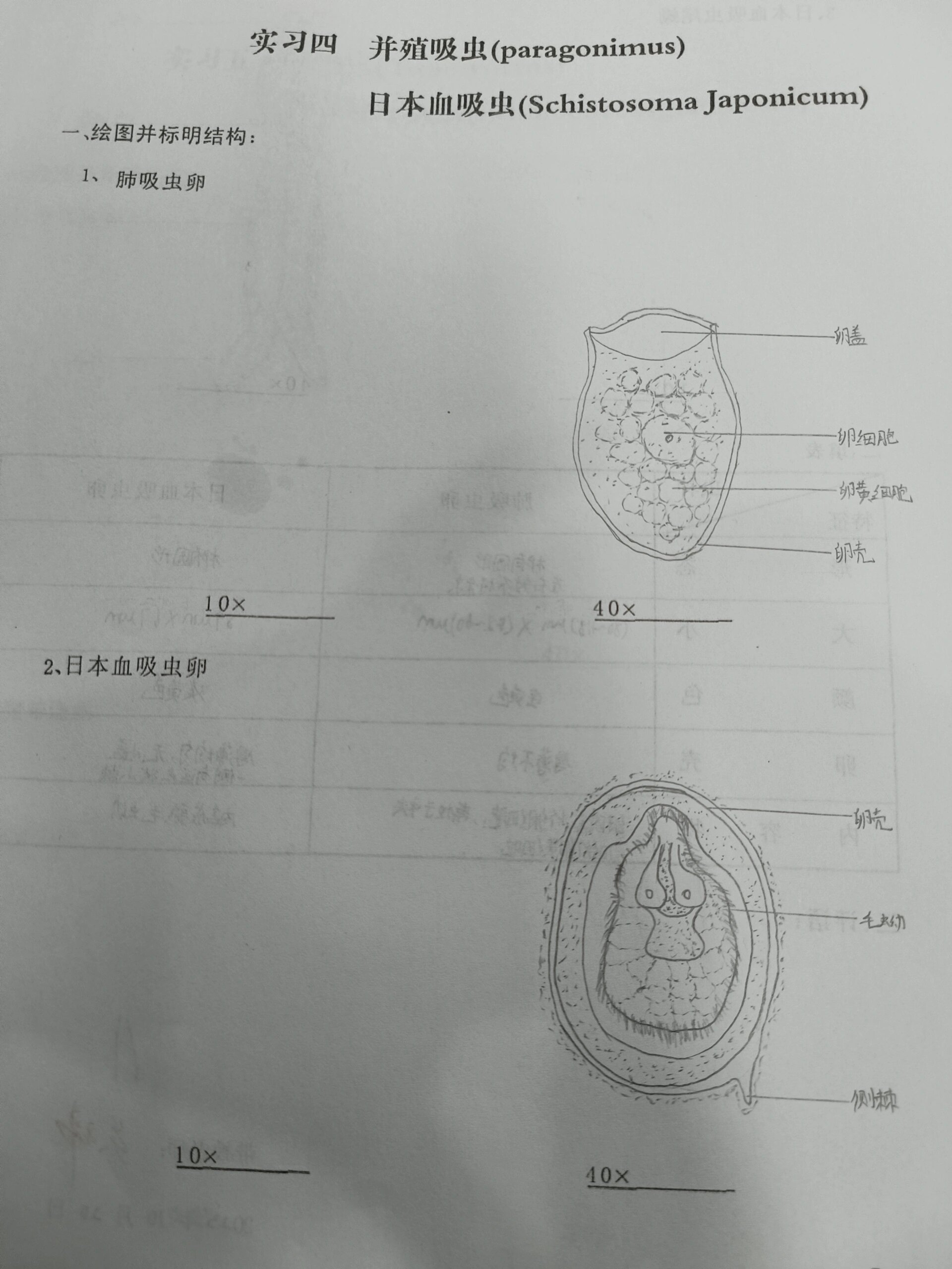 日本血吸虫虫卵结构图图片