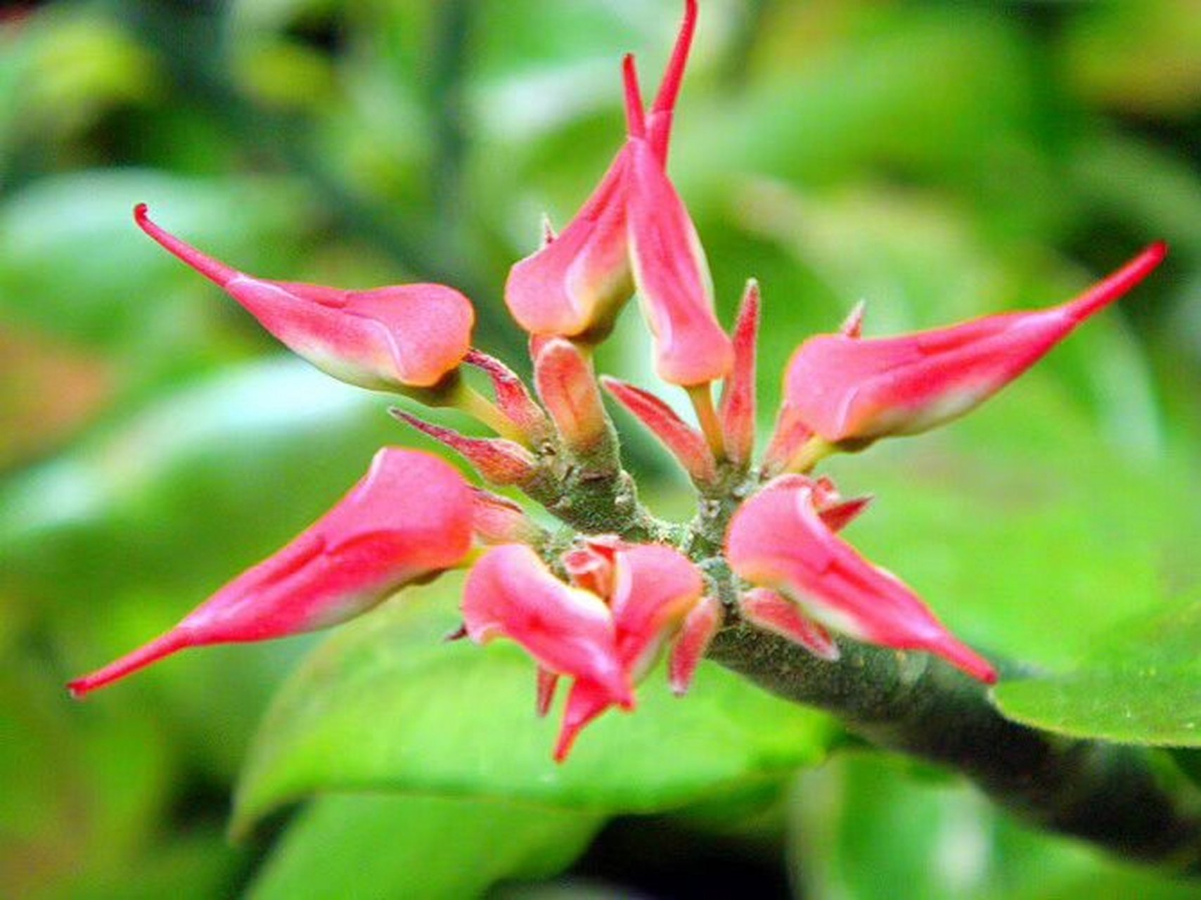 红雀珊瑚04 以前在植物园拍的几张红雀珊瑚只知其名,不知其祥,原来